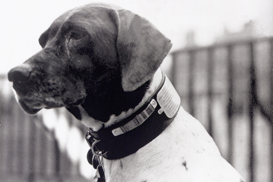 Judy the only Dog Prisoner of War 