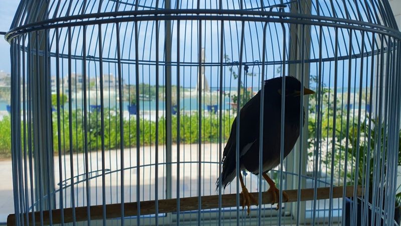 Juji the bird CREDIT XAVIER CHATEL TWITTER.jpeg