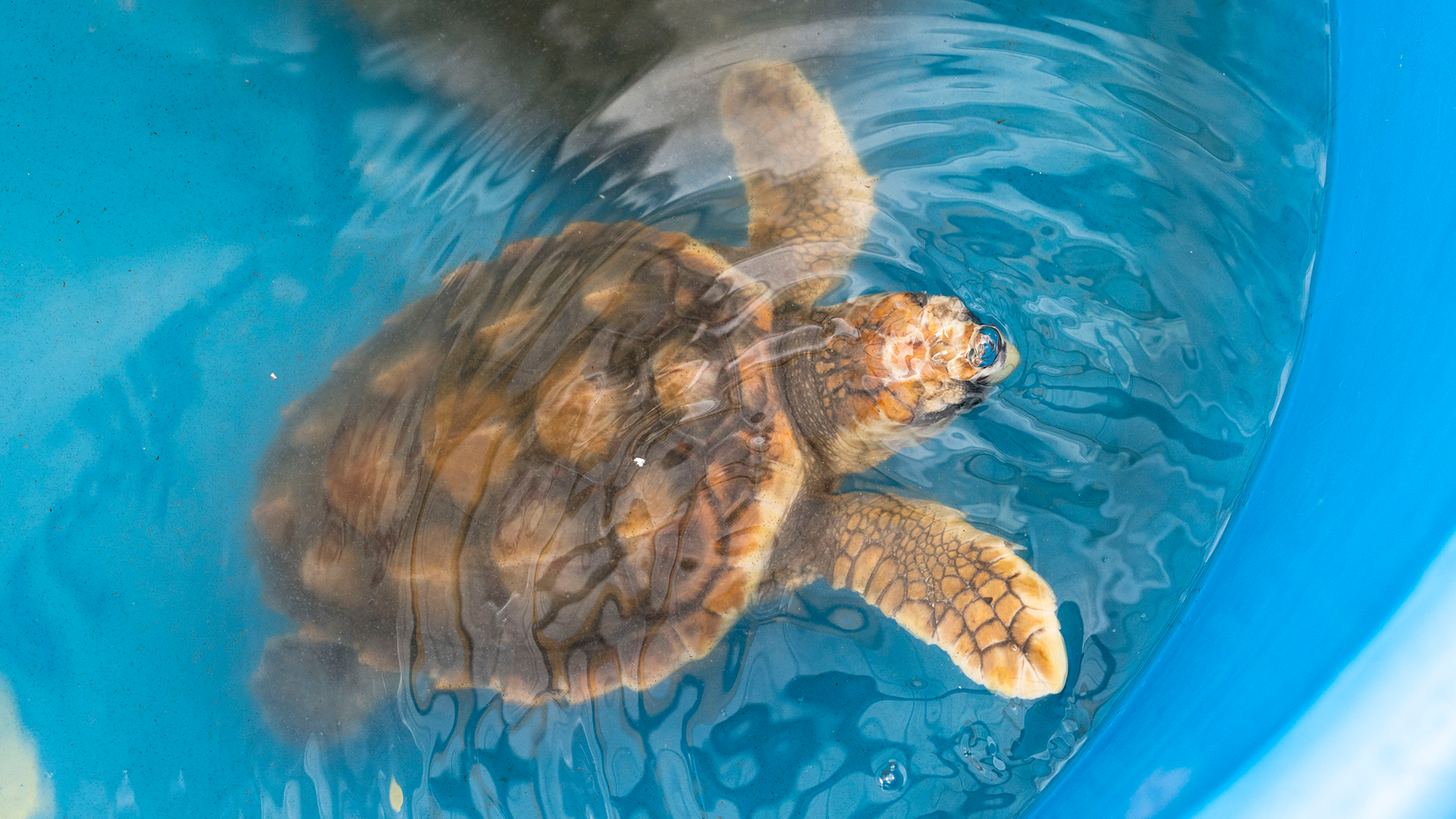 Kemp's ridley turtles are one of the most endangered of all sea turtles in the world's oceans