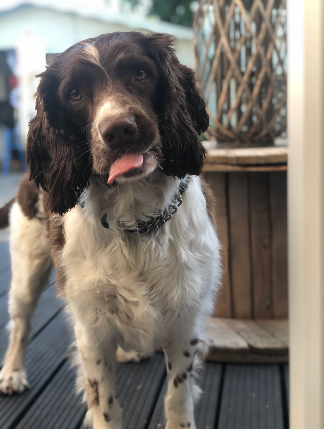 Mia Thresher Pictures of my doggo