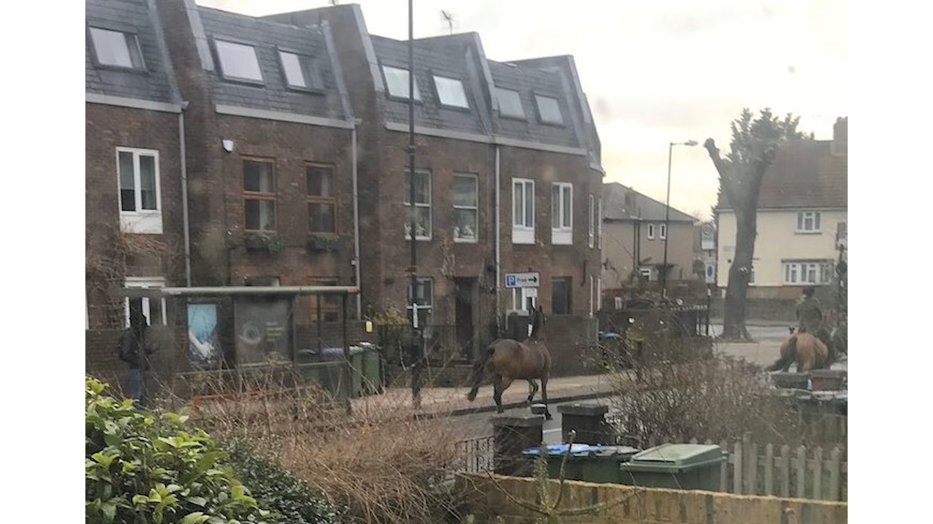 Cover image: The horses wee seen by residents in Charlton Village, south-east London (Picture: Bridget Duffy).