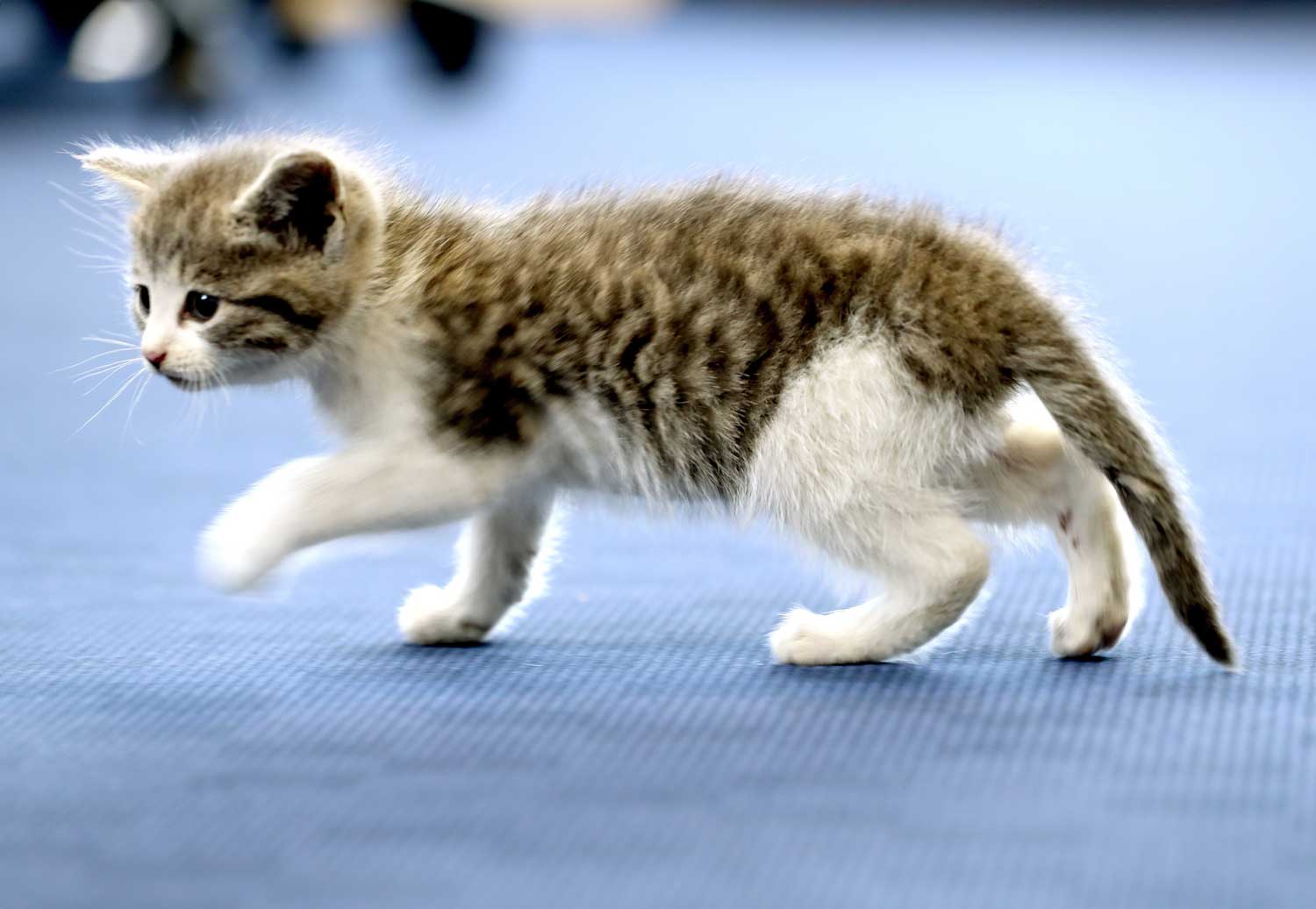 Kitten Tigger RNAS Culdrose Royal Navy Lieutenant Nick Grimmer Car Cat