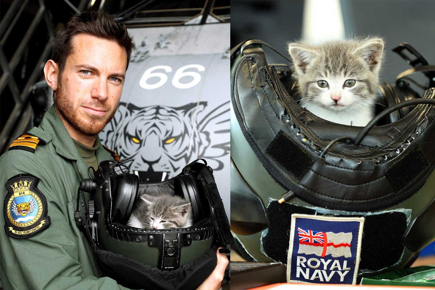 Sleeping Kitten Tigger RNAS Culdrose Royal Navy Lieutenant Nick Grimmer Car Cat