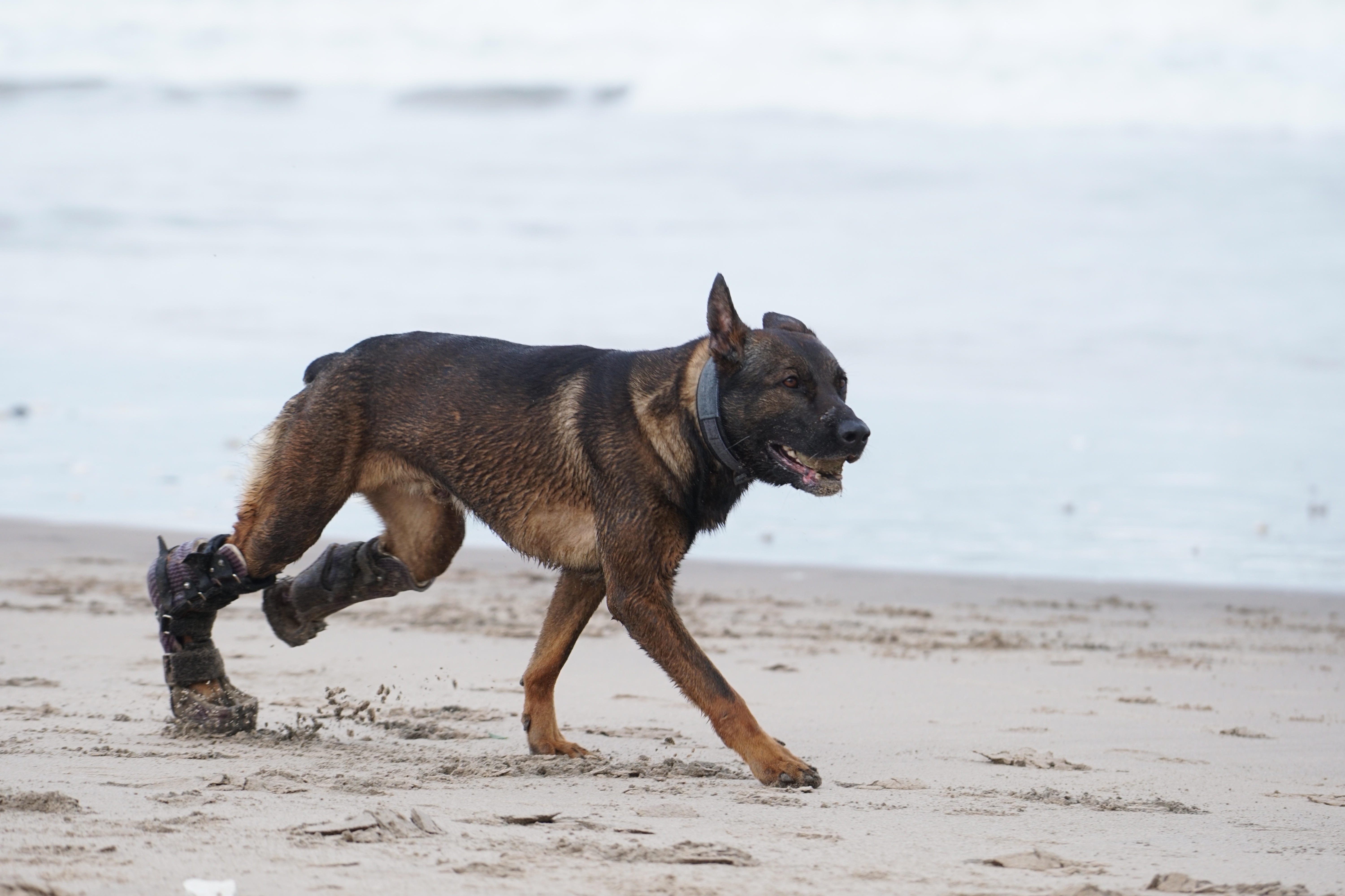 Kuno is the first UK MWD to be fitted with custom-made prosthetic limbs (Picture: PDSA).