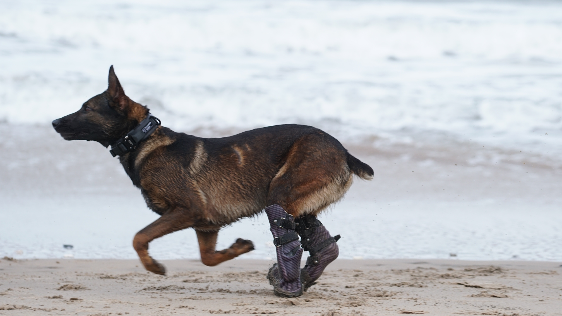 Kuno military working dog fitted with prosthetic limbs awarded Dikin Medal 280820 CREDIT PDSA.jpg 