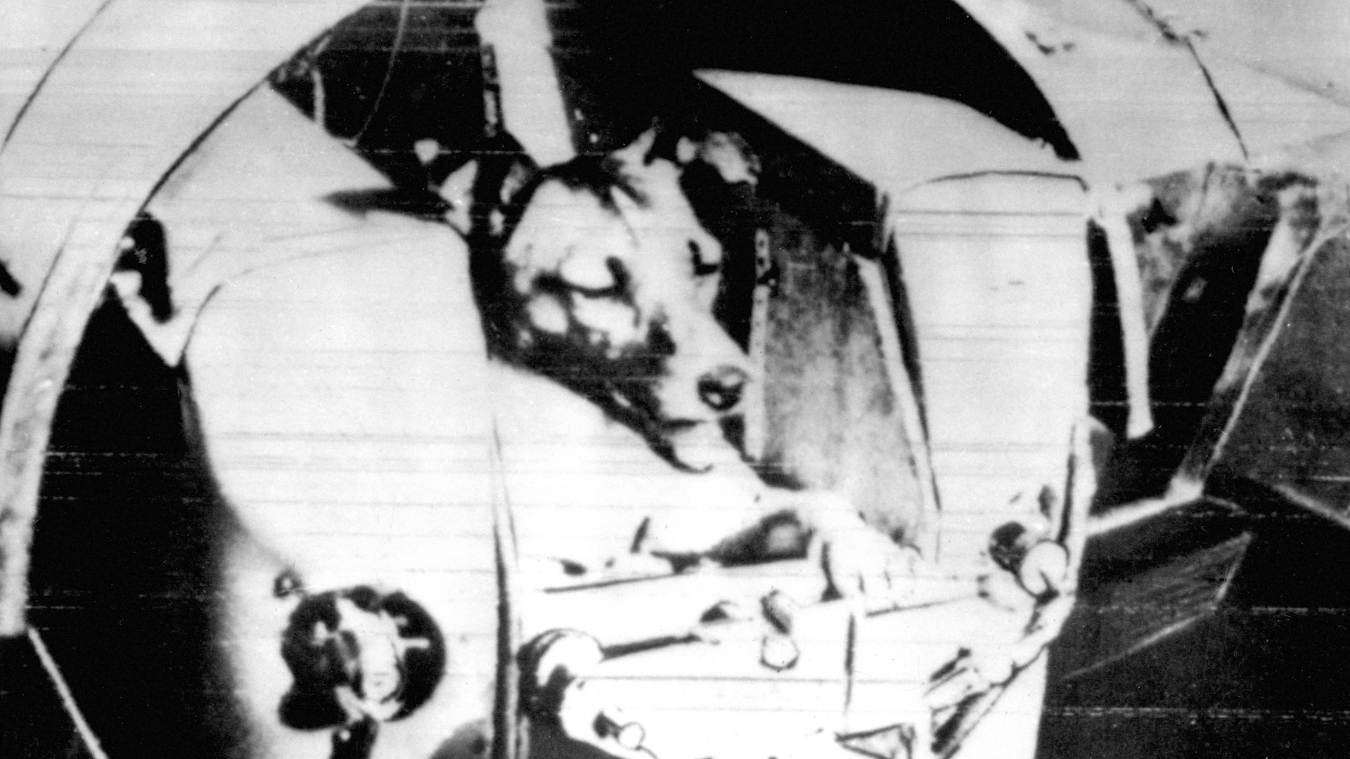 Laika Soviet satellite dog