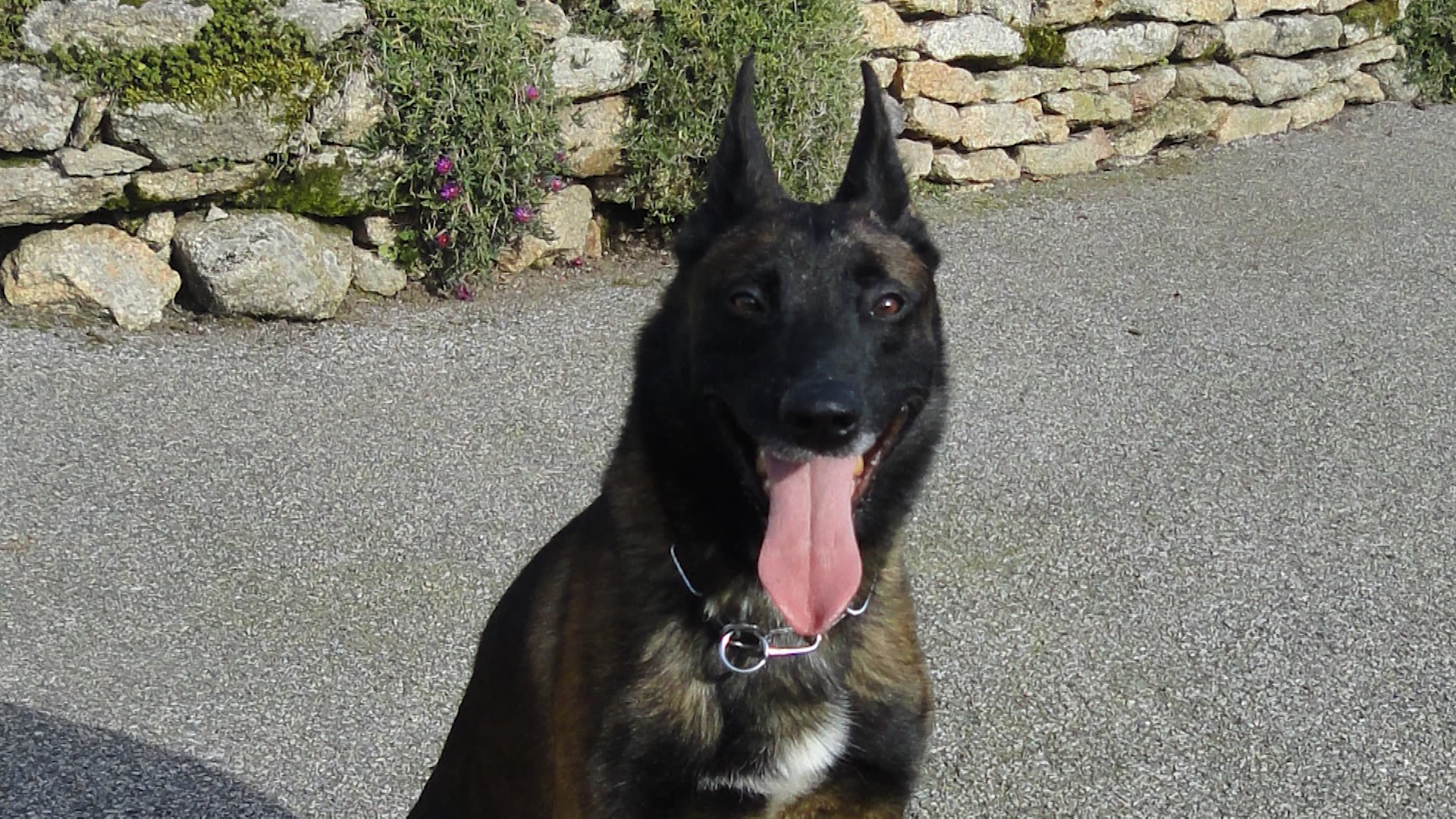 Late Belgian Malinois dog Leuk formerly of French elite forces (Picture: PDSA).