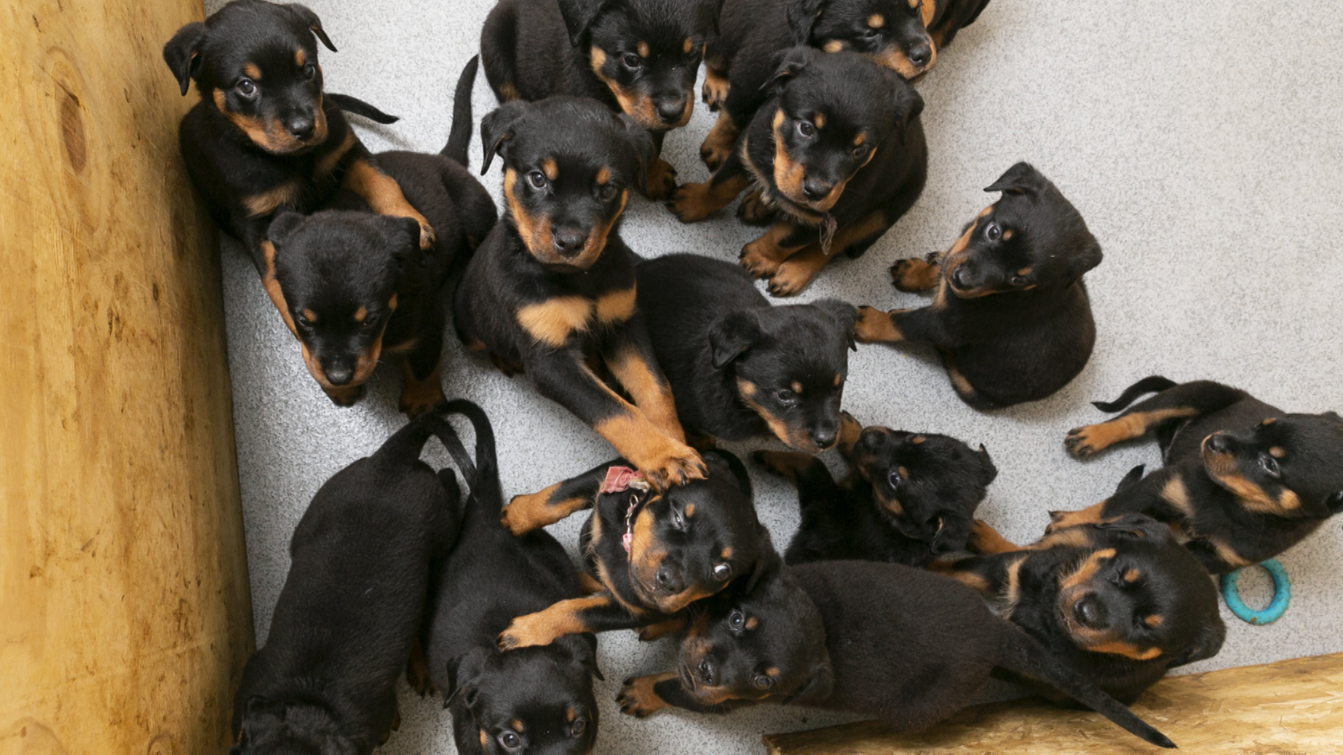 Mark Marshall puppy Rottweiler 