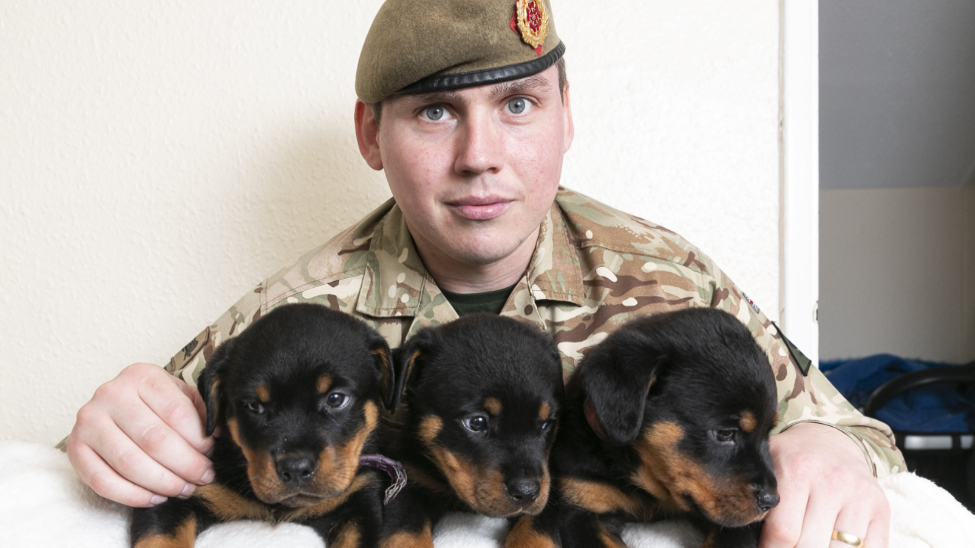 Mark Marshall puppy Rottweiler