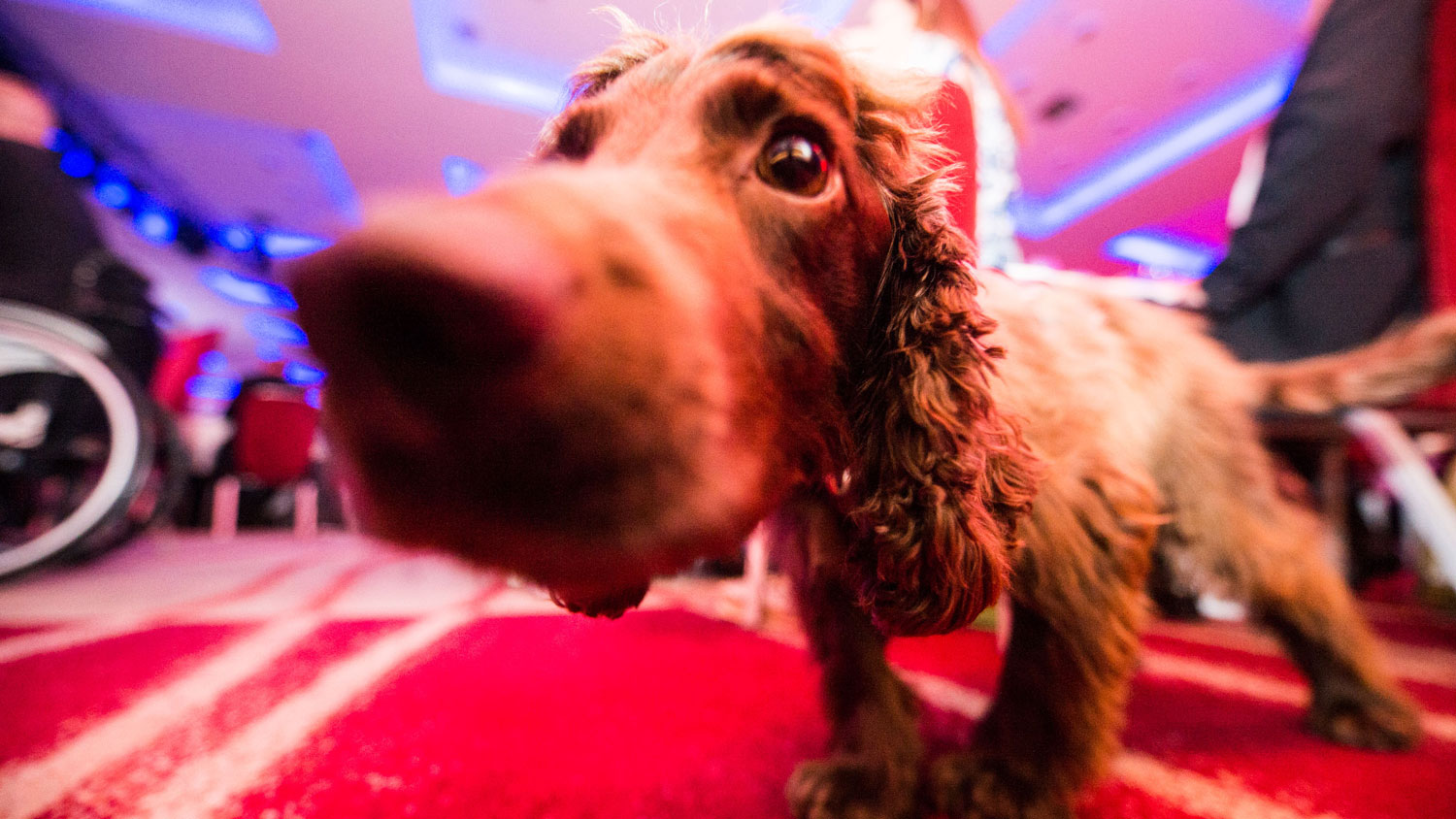 Jerry The Dog Credit Mark Lanchbery Soldiering On Awards Ceremony Credit: Schmooly