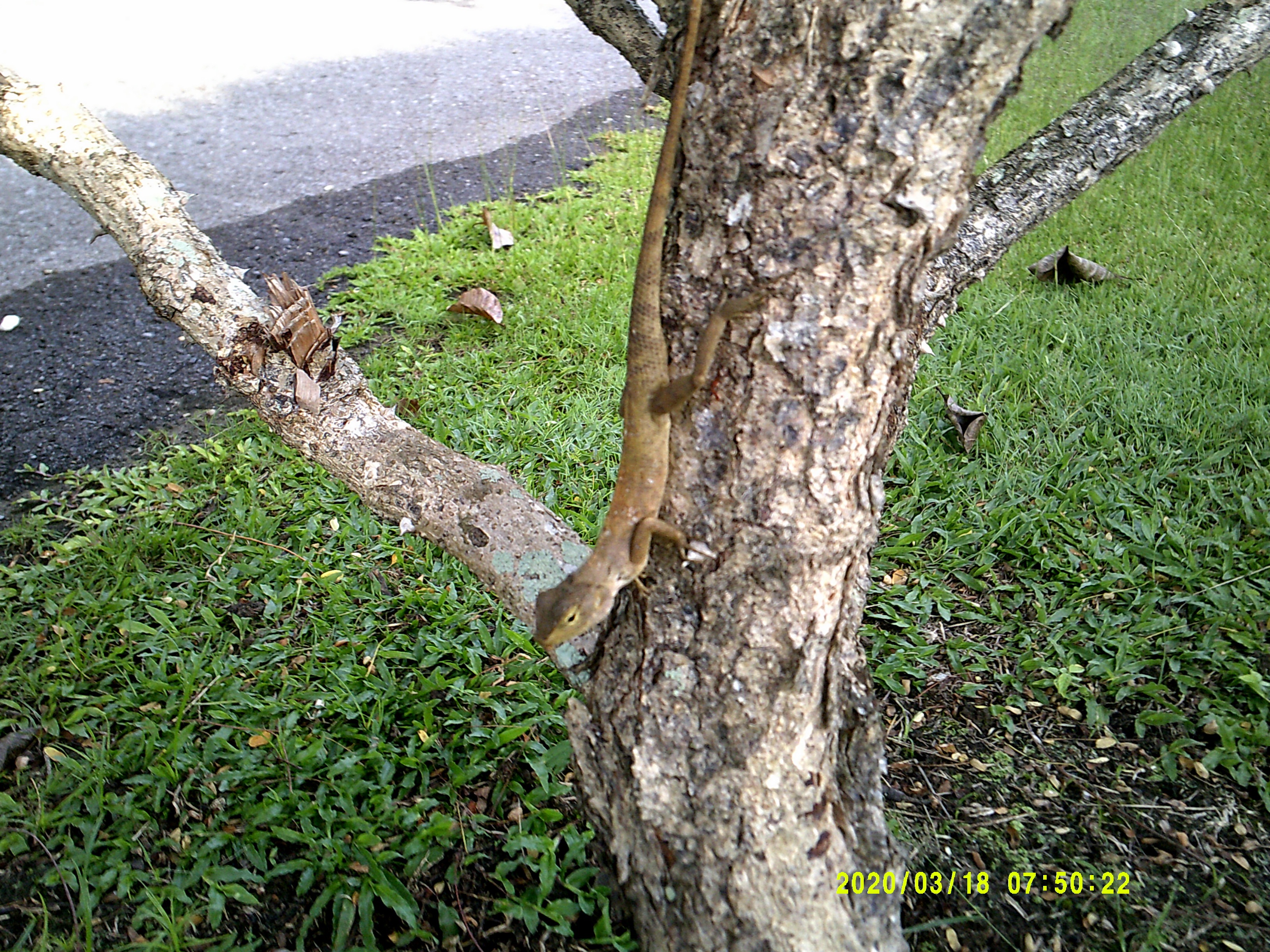 Matthew Brown Lazy Lizard on a Tree.jpg