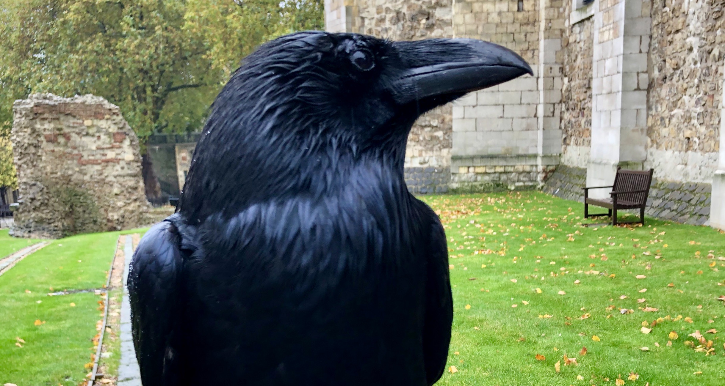 Cover image: Merlina the Raven (Picture: Historic Royal Palaces).