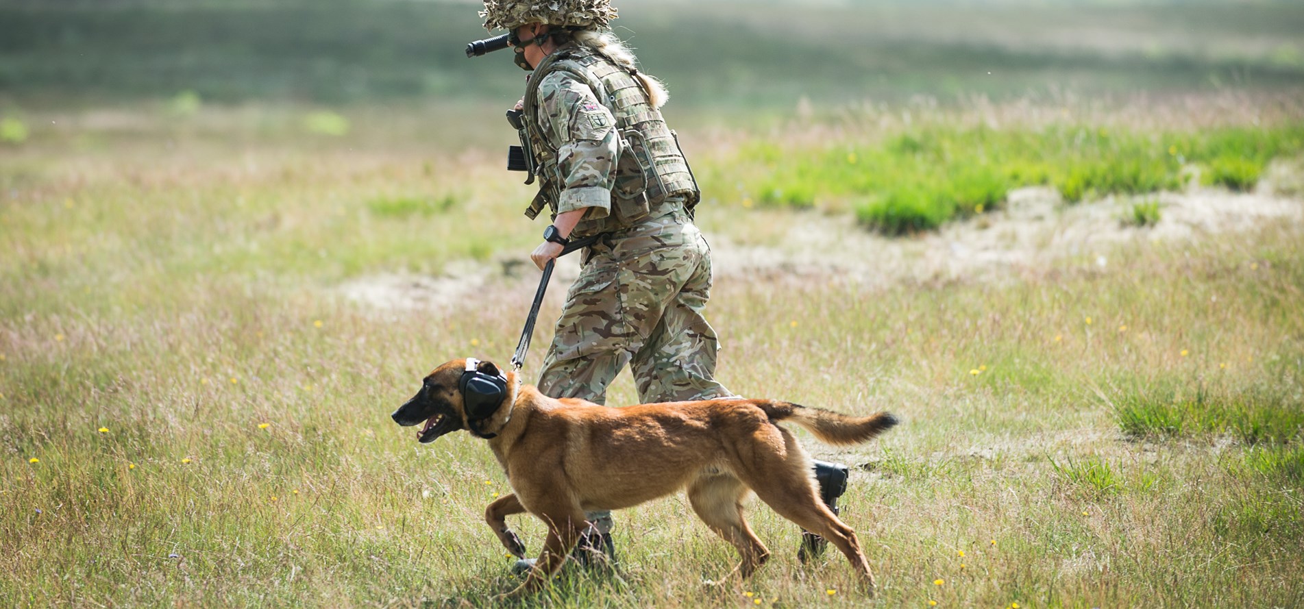  Military dogs and handlers training at the Defence Animal Training Regiment (Picture: British Army).