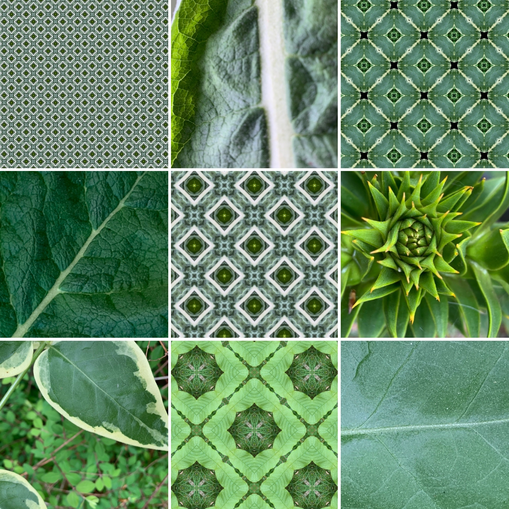 Molly Symonds Patterns 3.jpeg 