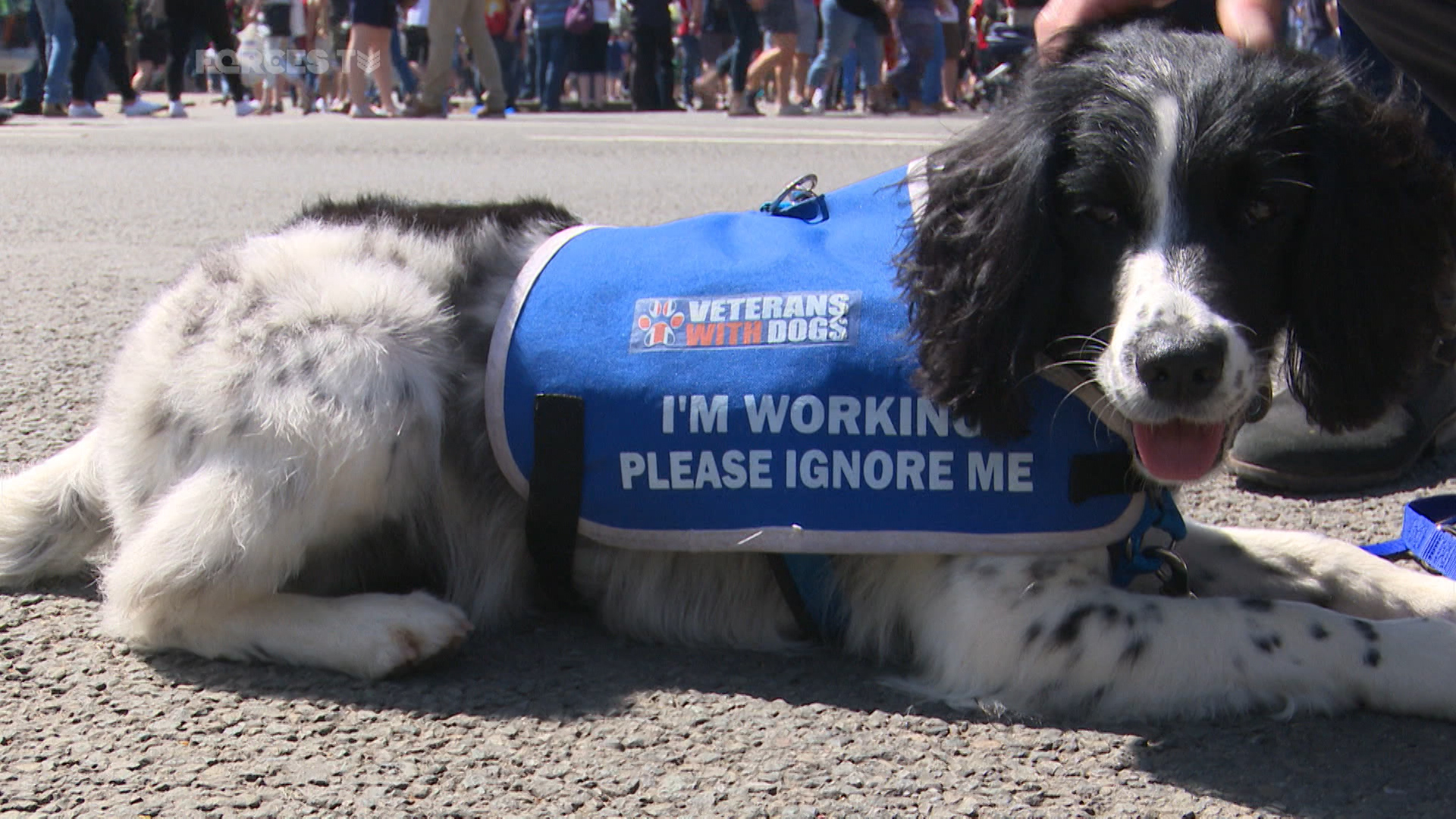 PTSD DOG