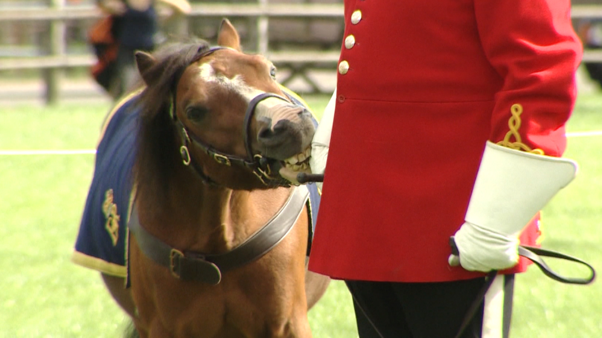 Army animal plays with handler at first ever military mascot training camp