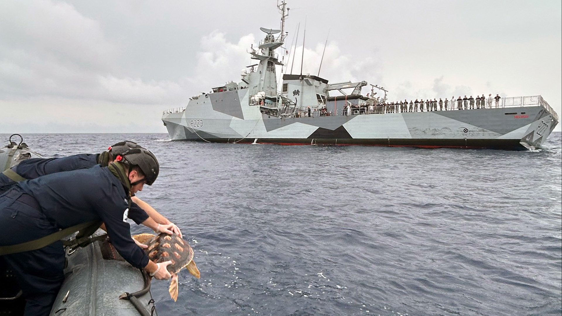 One of the turtles being released into the Atlantic from HMS Medway 280924 CREDIT Royal Navy