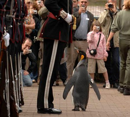 Sir Nils Olav Edinburgh Zoo