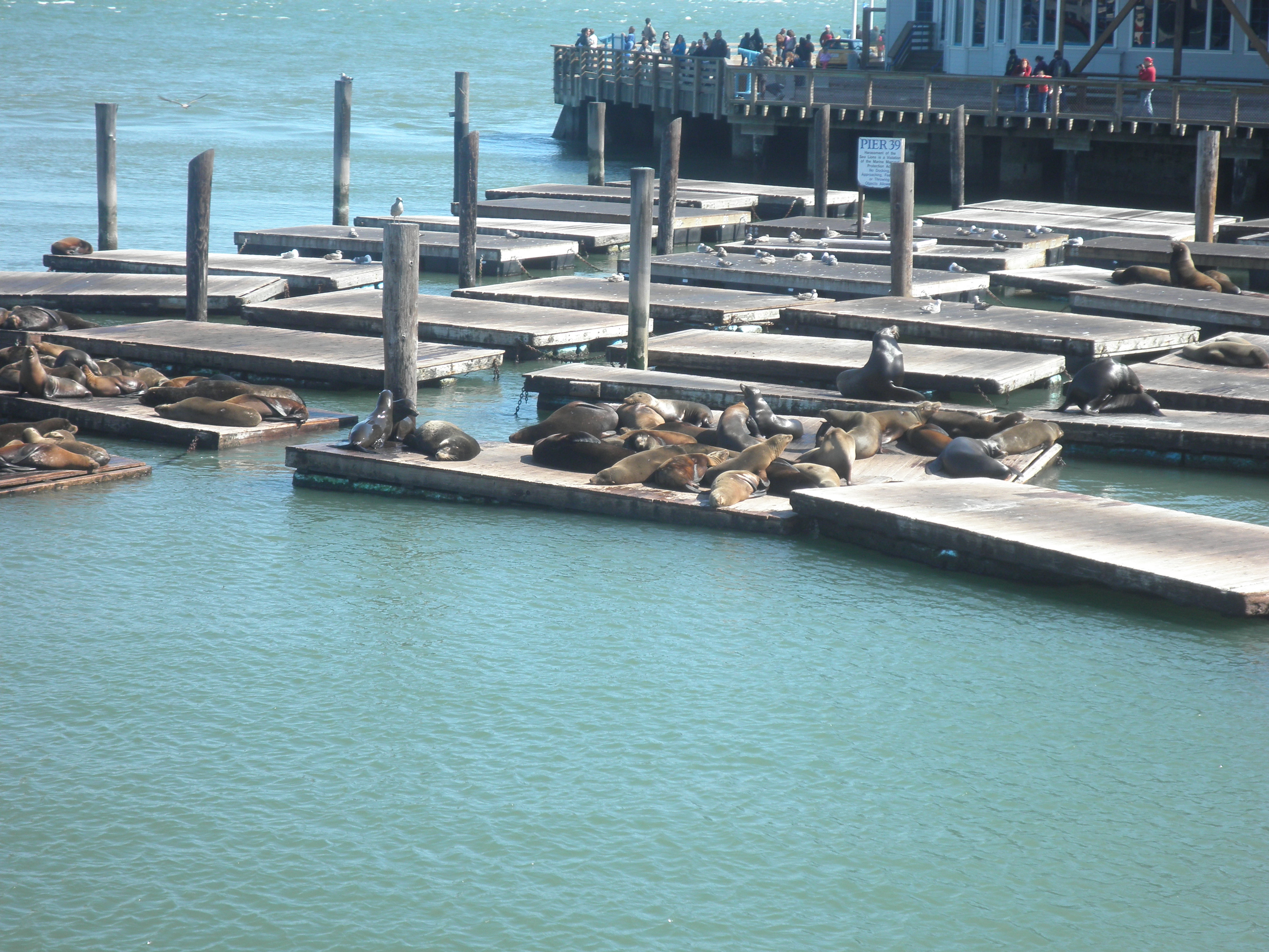 Sea Lions at Pier 39 in San Francisco Bay. Credit: Jwharton