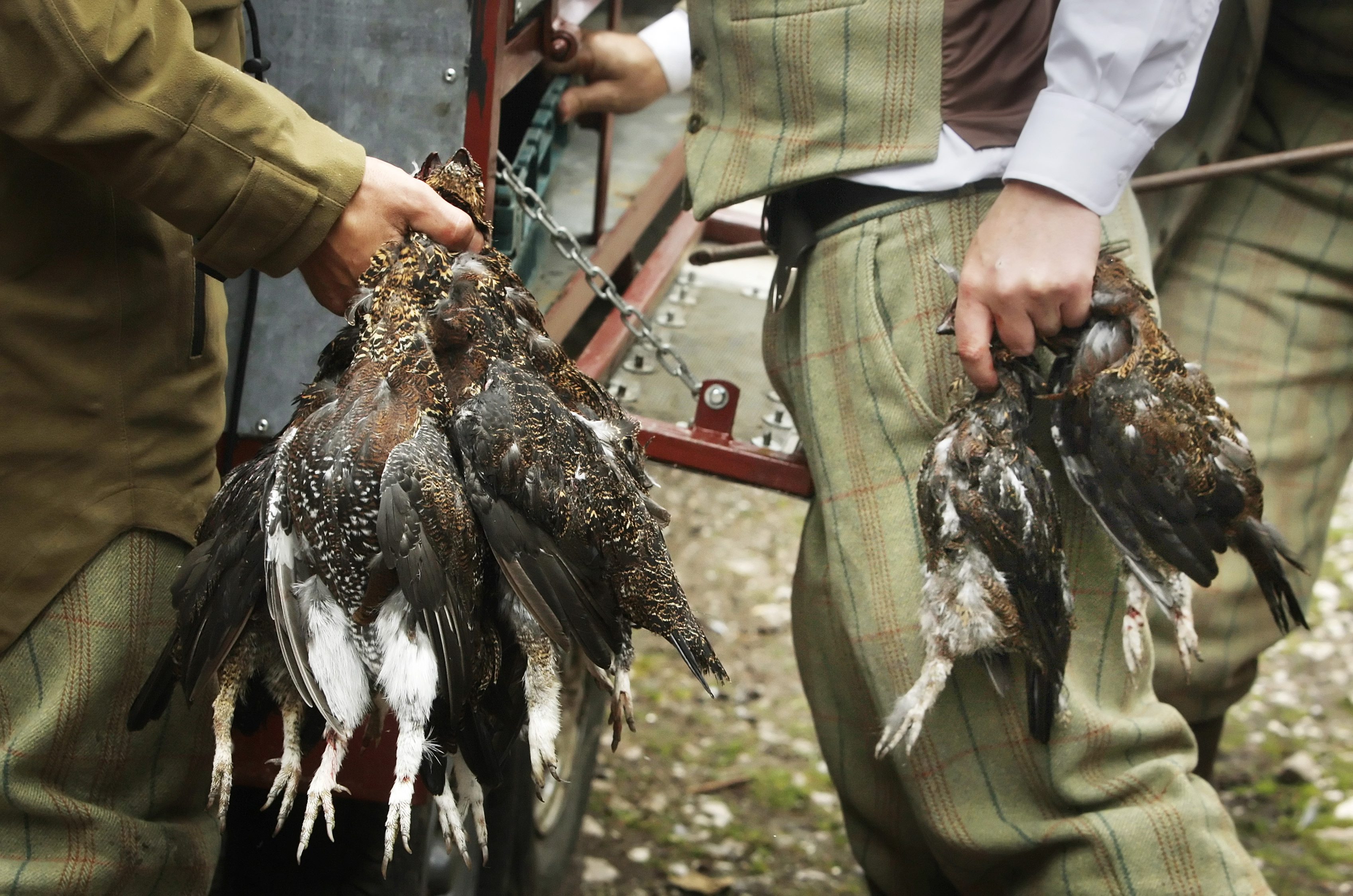 grouse