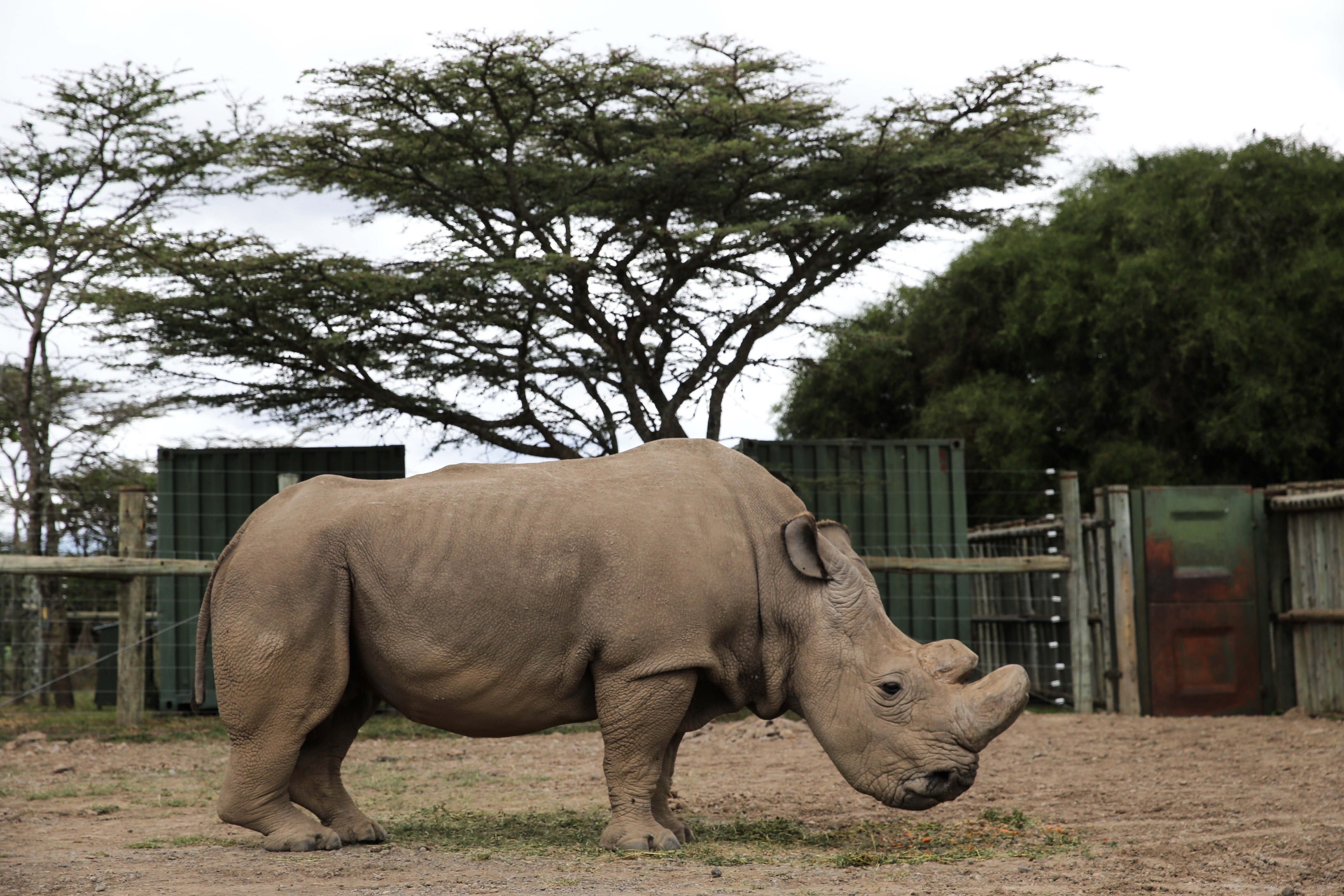 Last male northern white rhino 'Sudan' dies in Kenya