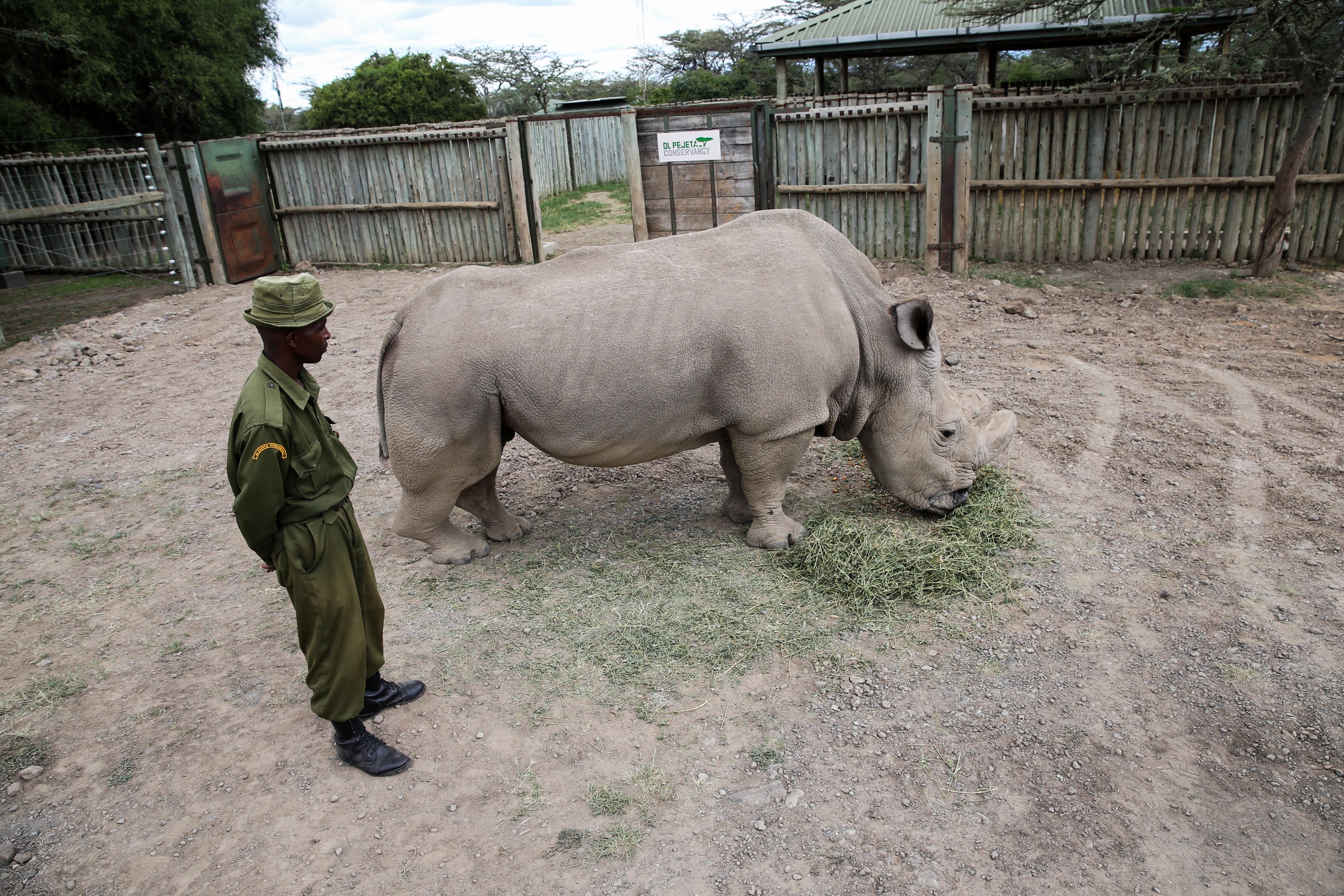 Last northern white rhino 'Sudan' with Park Ranger 