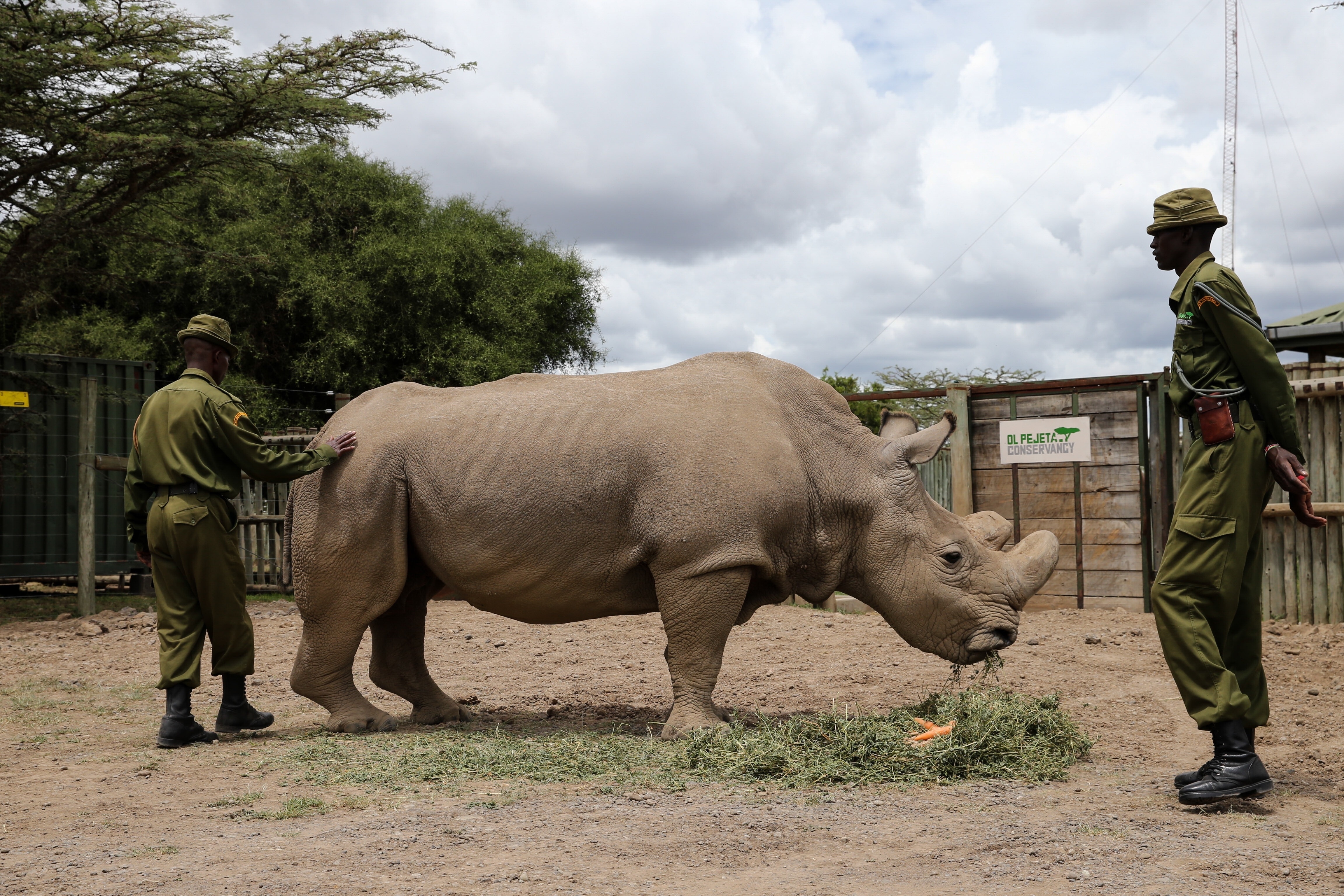 Last male northern white rhino under guard in Kenya