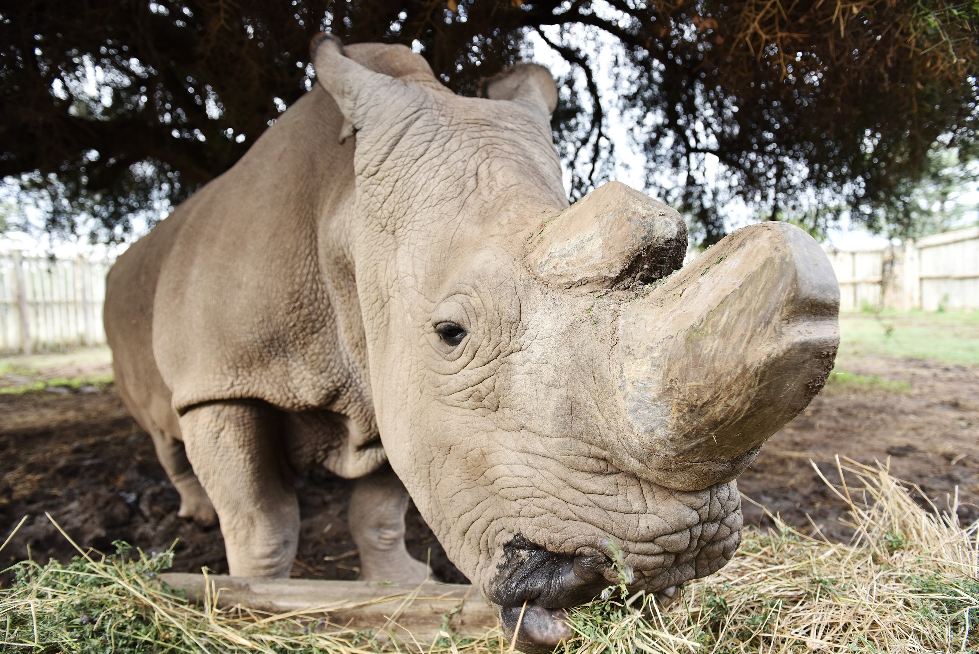 Last male northern white rhino 'Sudan' dies