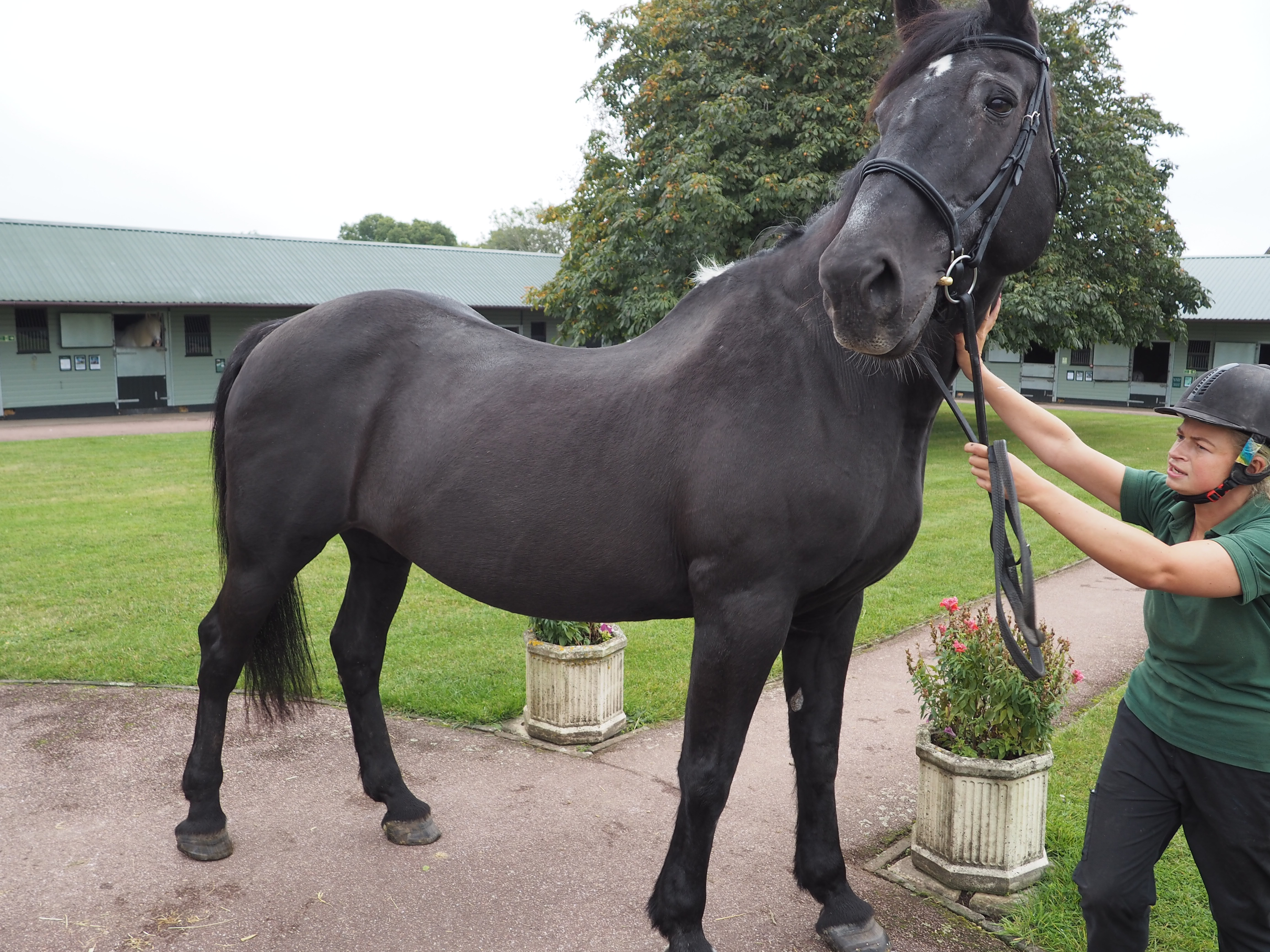 Empress at the Horse Trust