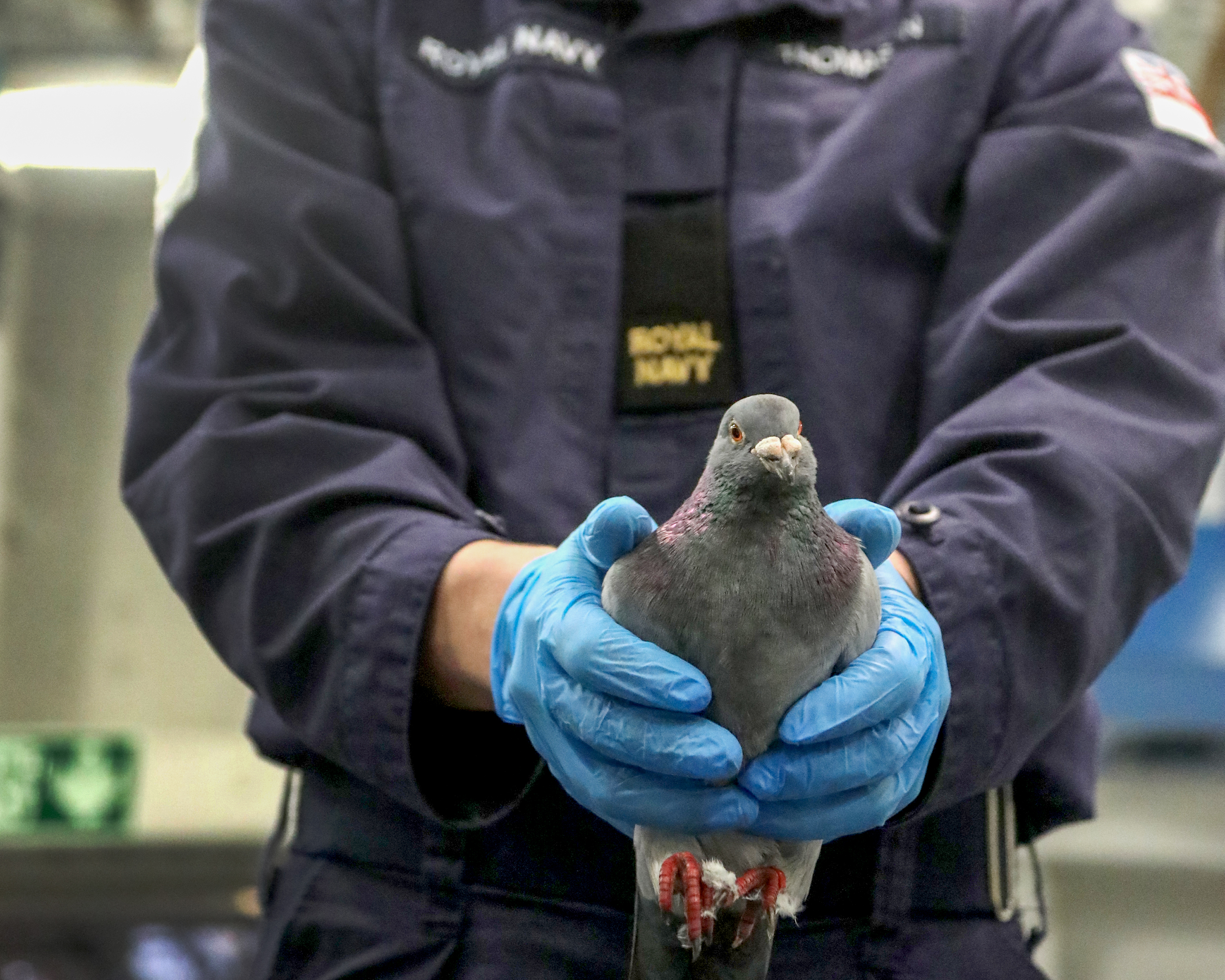 Pauley Racing Pigeon HMS Queen Elizabeth 17062020 CREDIT ROYAL NAVY