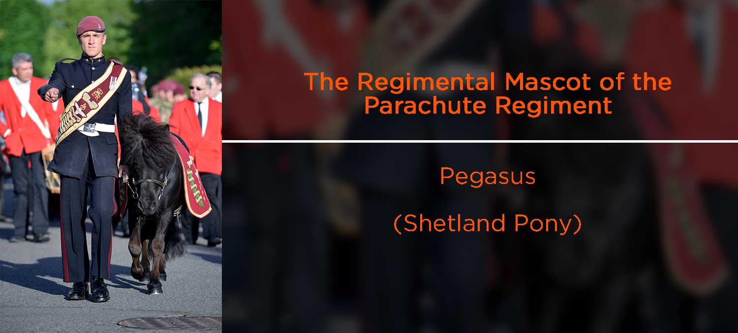 Pegasus (Shetland Pony) - Parachute Regiment mascot