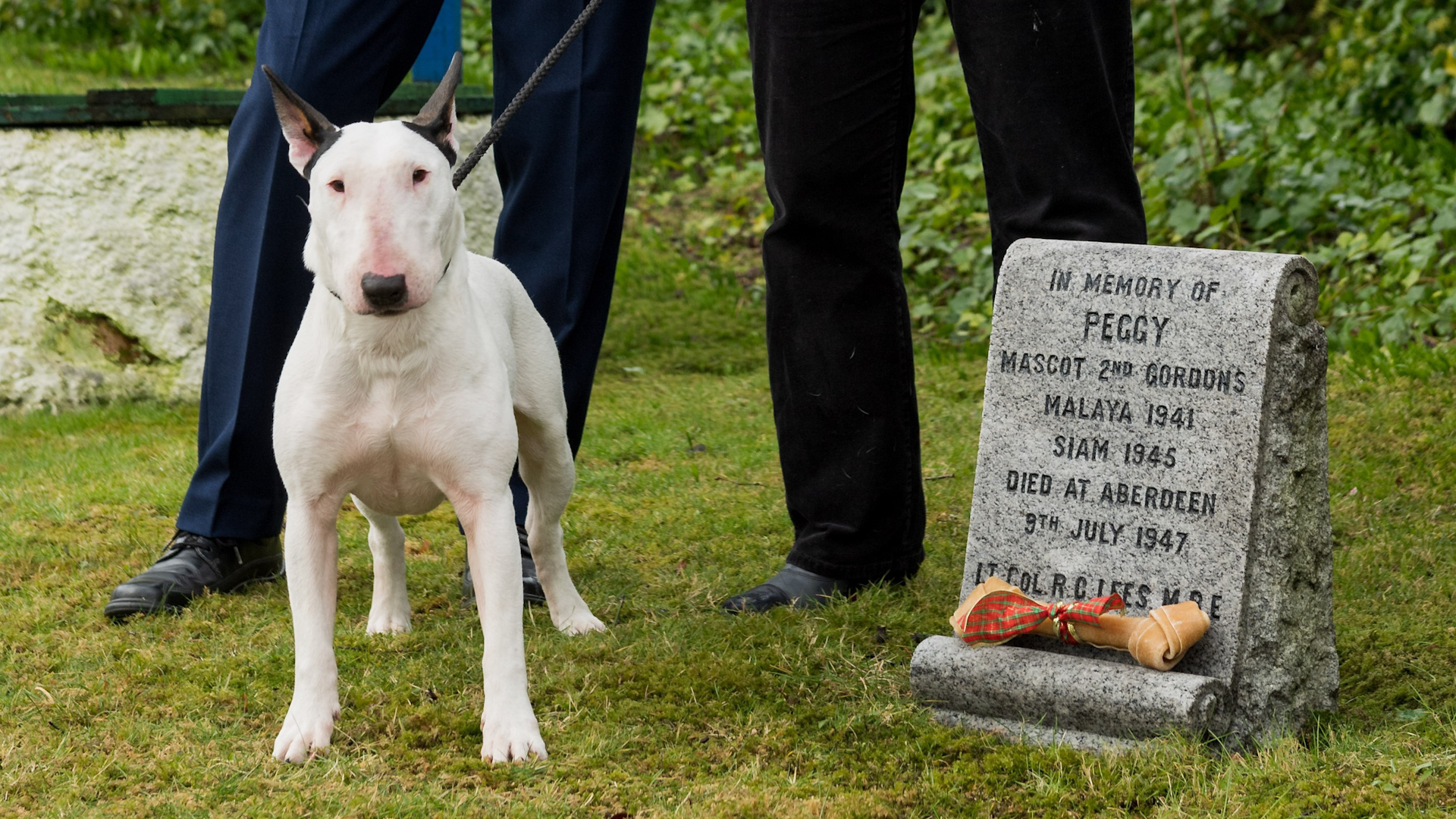 Bull terrier Billy received the award on behalf of Peggy (Picture: PDSA).