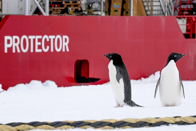 Penguins in front of HMS Protector (Picture: Royal Navy).