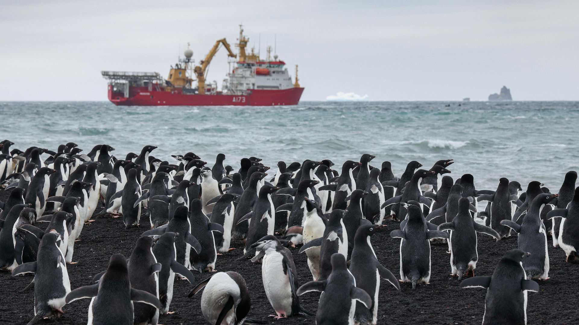 Penguins in the foreground and Royal Navy research ship HMS Protector in the background in the South Sandwich Islands (Picture: Royal Navy).