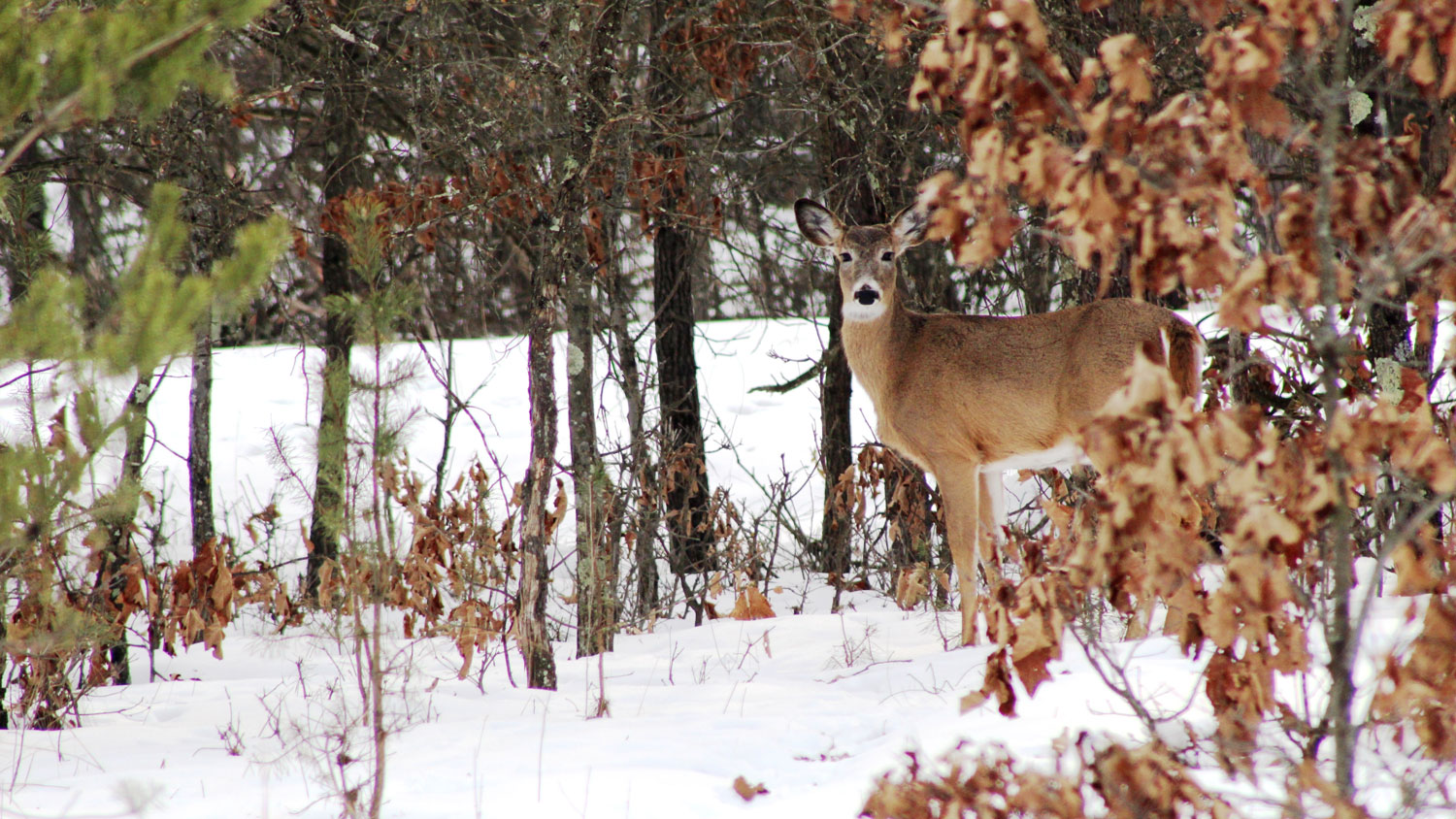 Photo ID 3197719 whitetail deer pictured at Fort McCoy’s North Post February 6 2017 CREDIT US Army Photo by Scott T. Sturkol