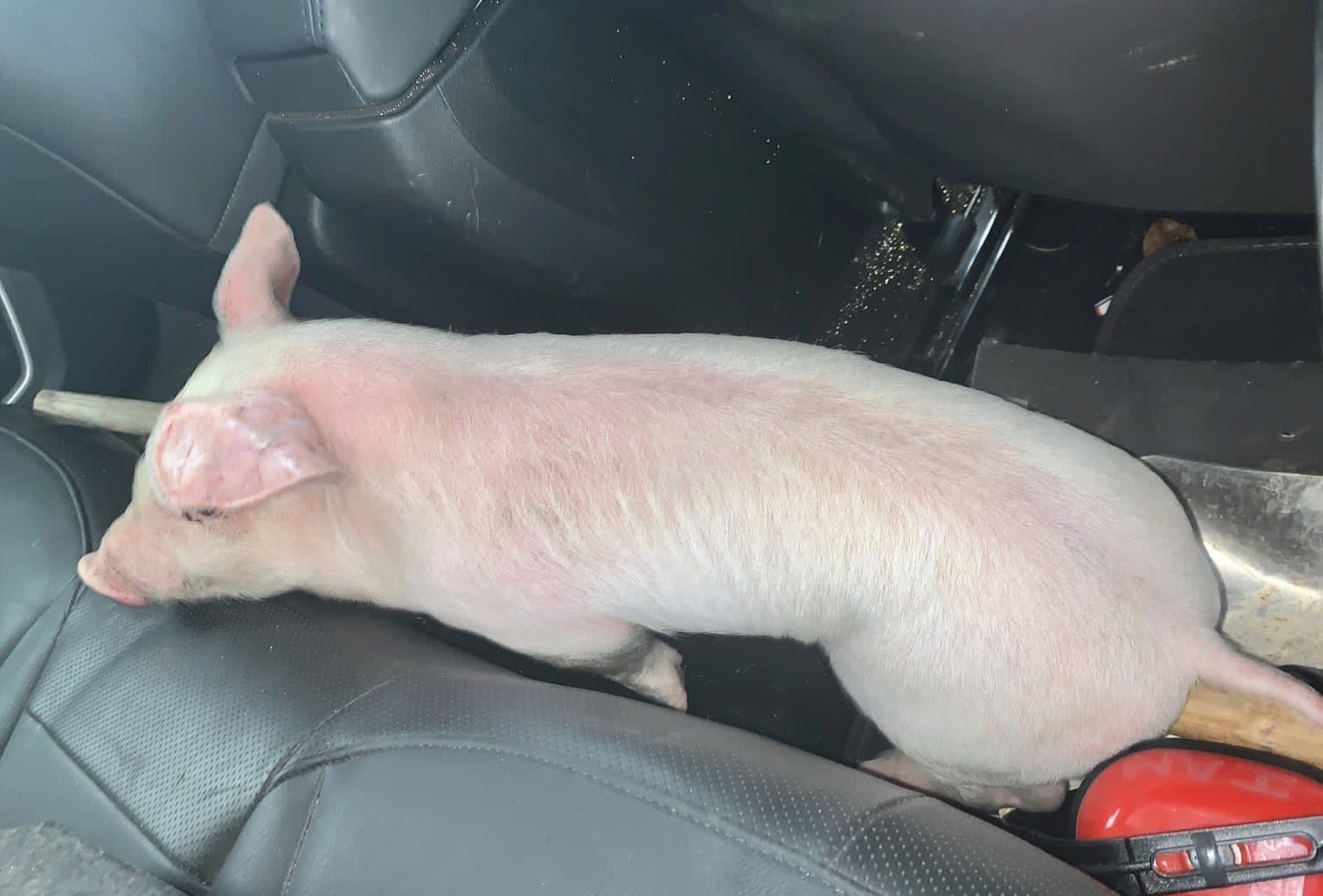 RAF Benson pig