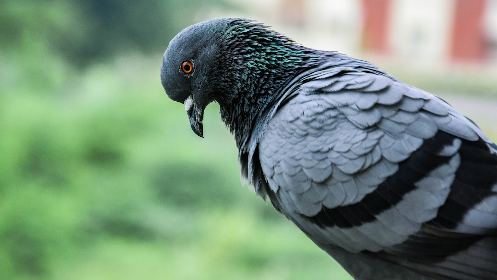 Pigeon: Unsplash