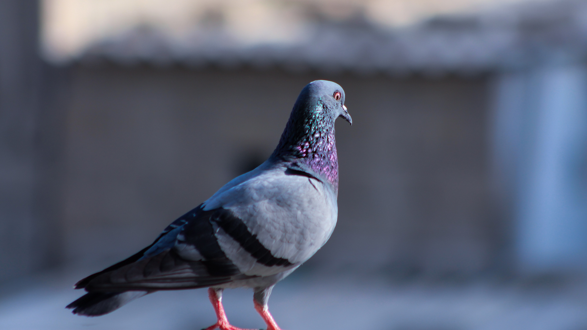 Pigeon on concrete 140919 CREDIT Unsplash.jpg