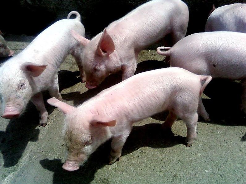 Piglets