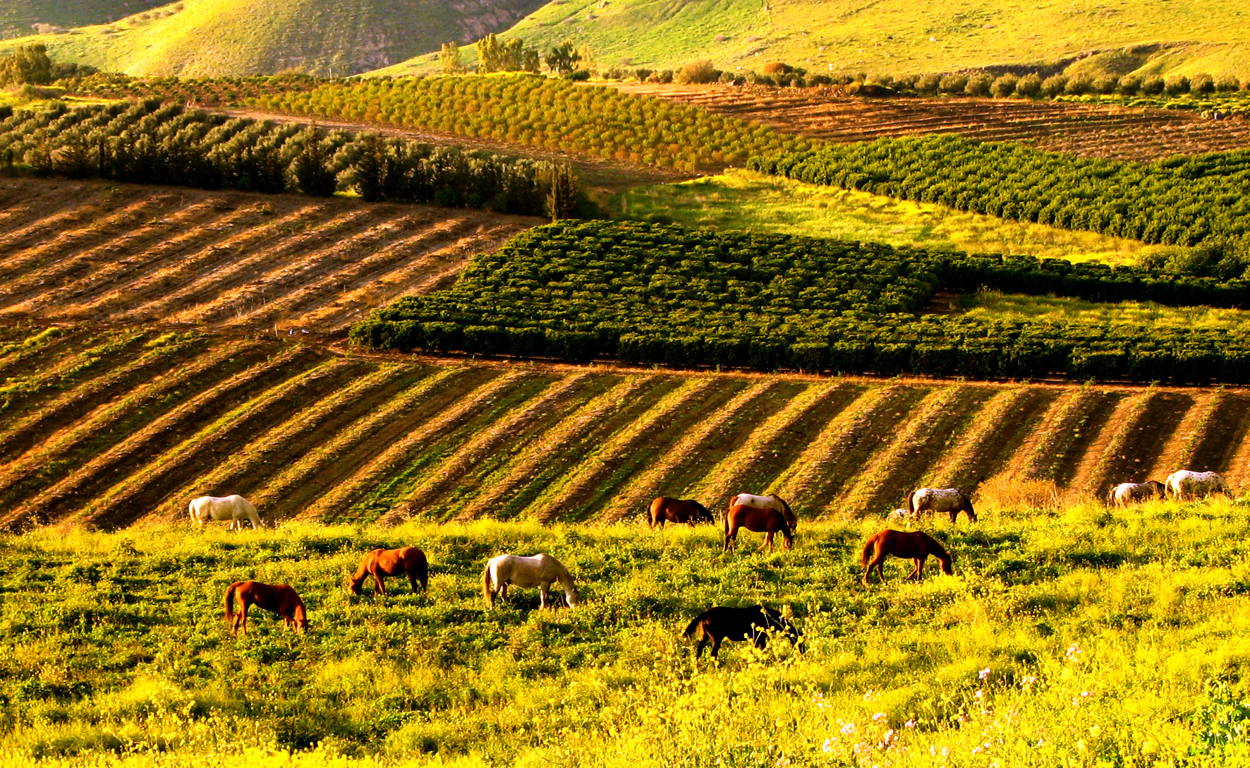 PikiWiki_Israel_4207_landscape_in_Ramat_Hagolan farms in the Golan heights by shifra Levyathan