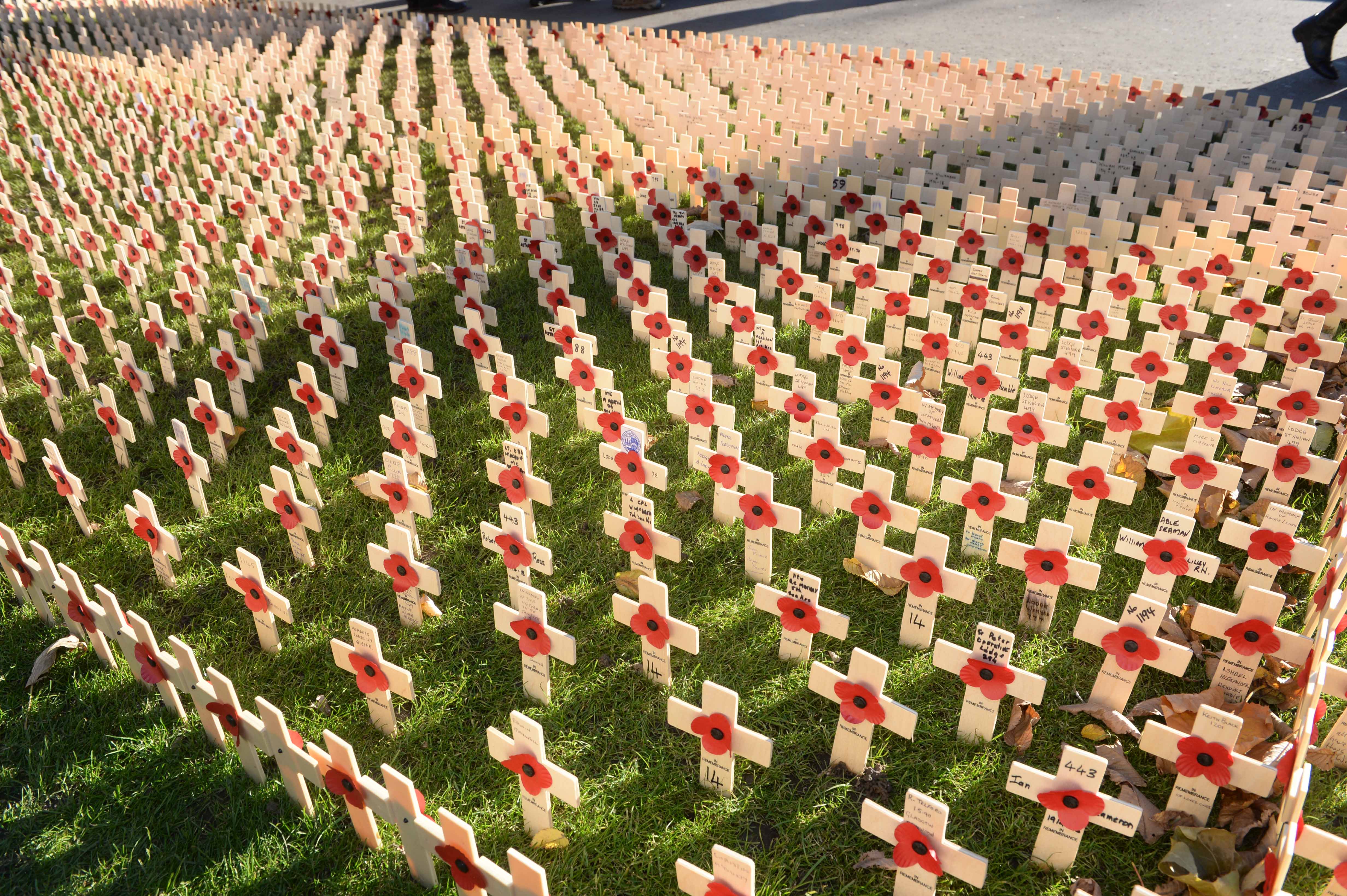 Poppies at the 2019 wreath laying service at the Field of Remembrance in Edinburgh
