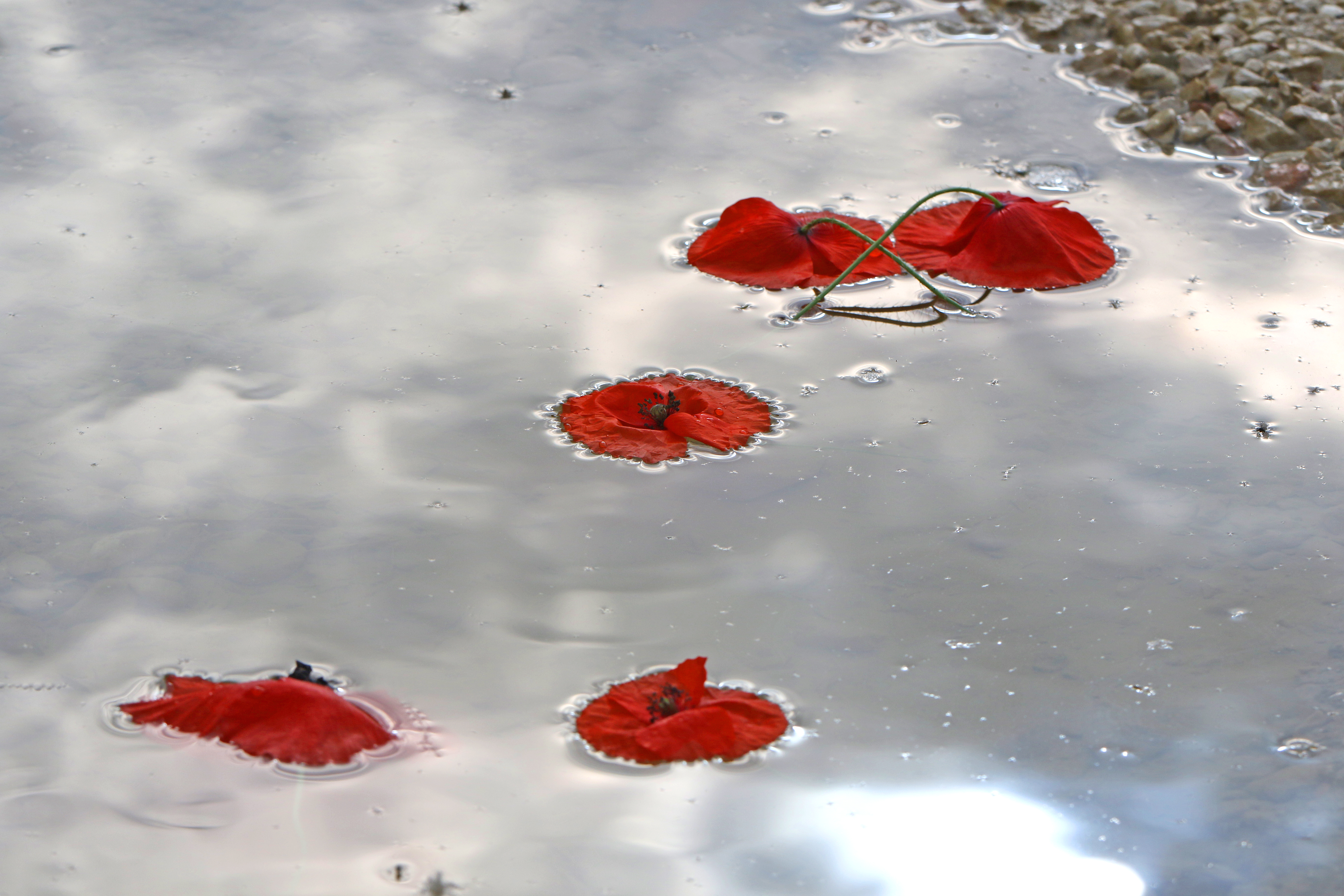 Poppies in a puddle. Shutterstock