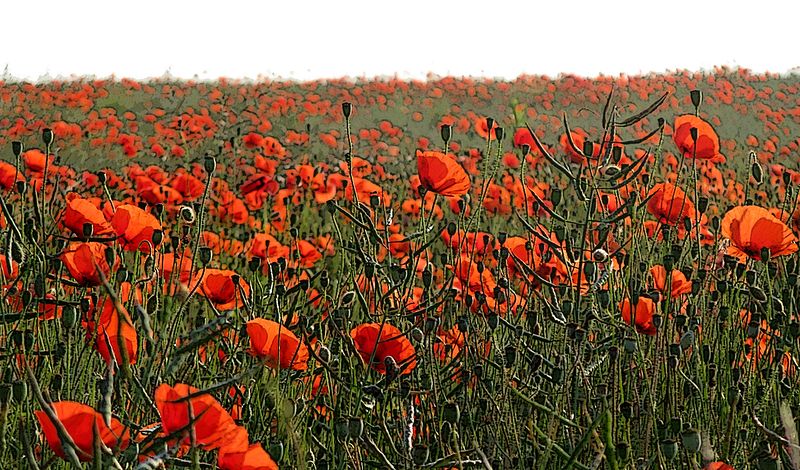Poppies on the Marne (image: agracier)