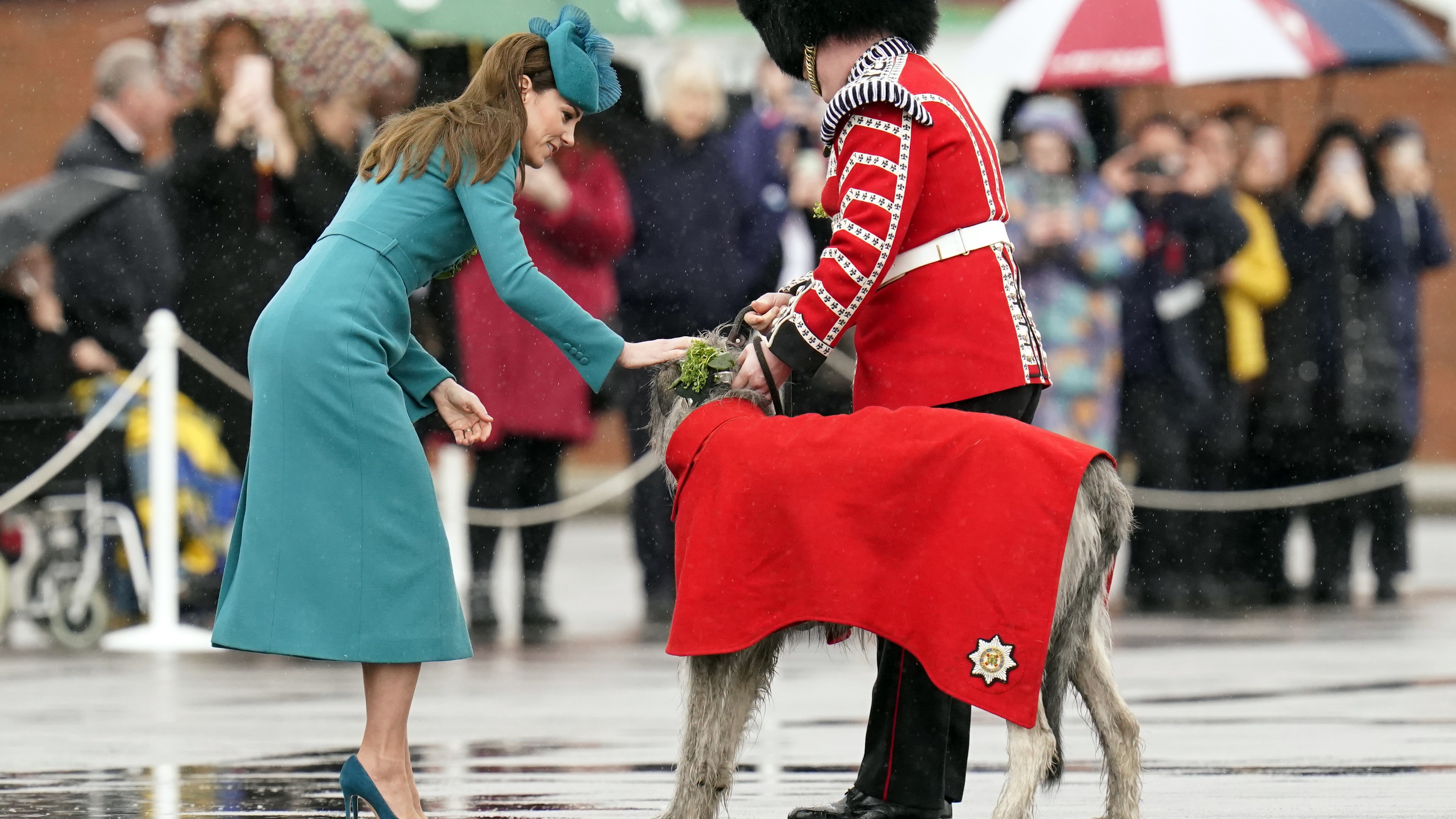 Princess of Wales places sprigs of shamrock onto the collar of Irish Wolfhound mascot, Seamus 17032023 NO REUSE CREDIT PA WIRE, PA IMAGES