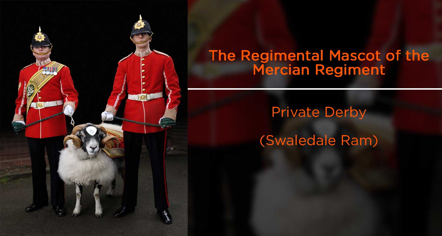 Mercian Regiment mascot Private Derby