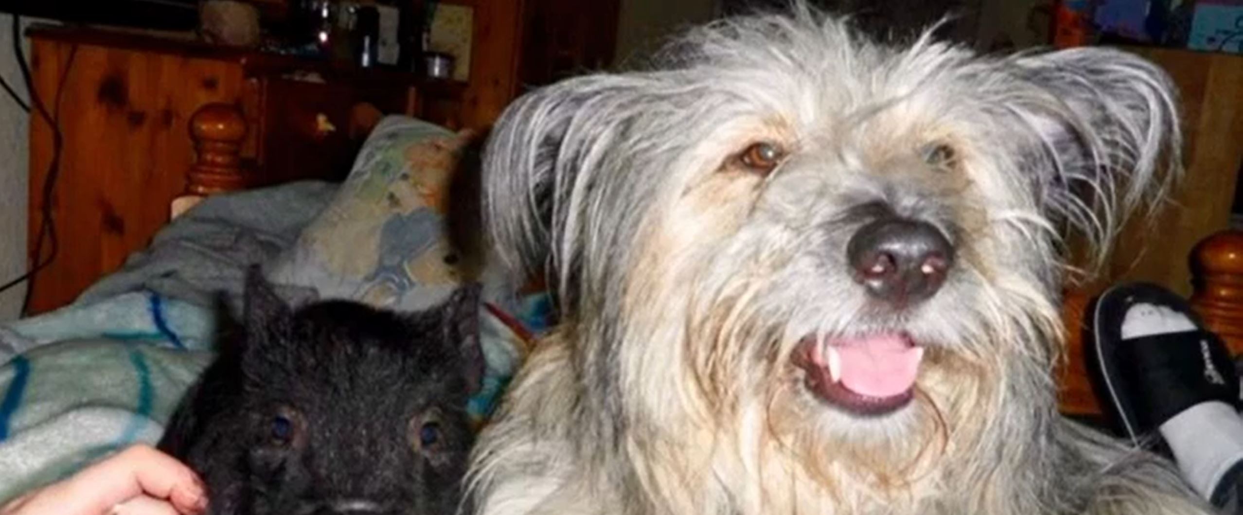 Pumba The Pig And Older Brother Stitch Credit British Forces News