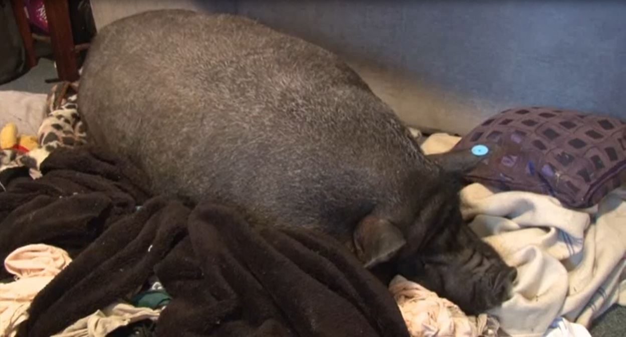 Pumba The Pig Asleep Credit British Forces News