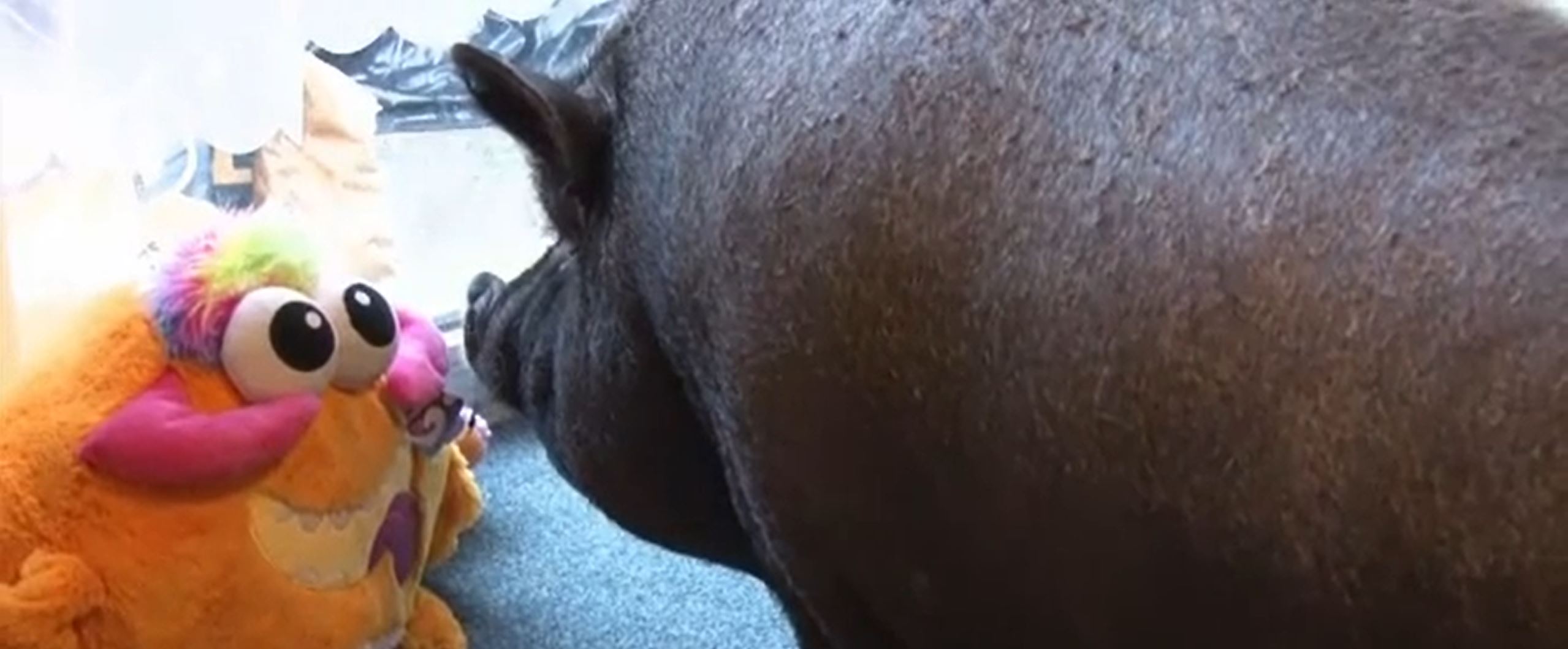 Pumba The Pig Teddy Credit British Forces News