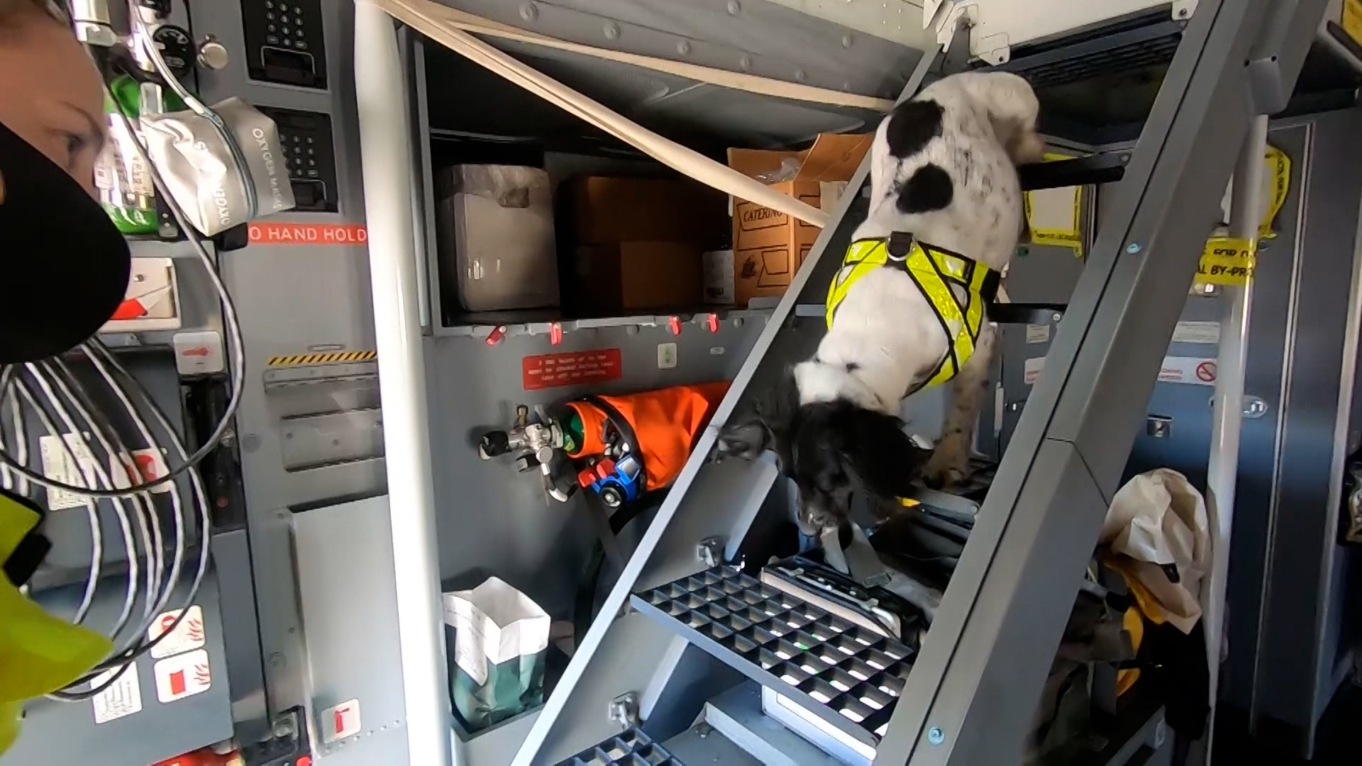 RAF Detection Dog Molly A400 Search CREDIT BFBS