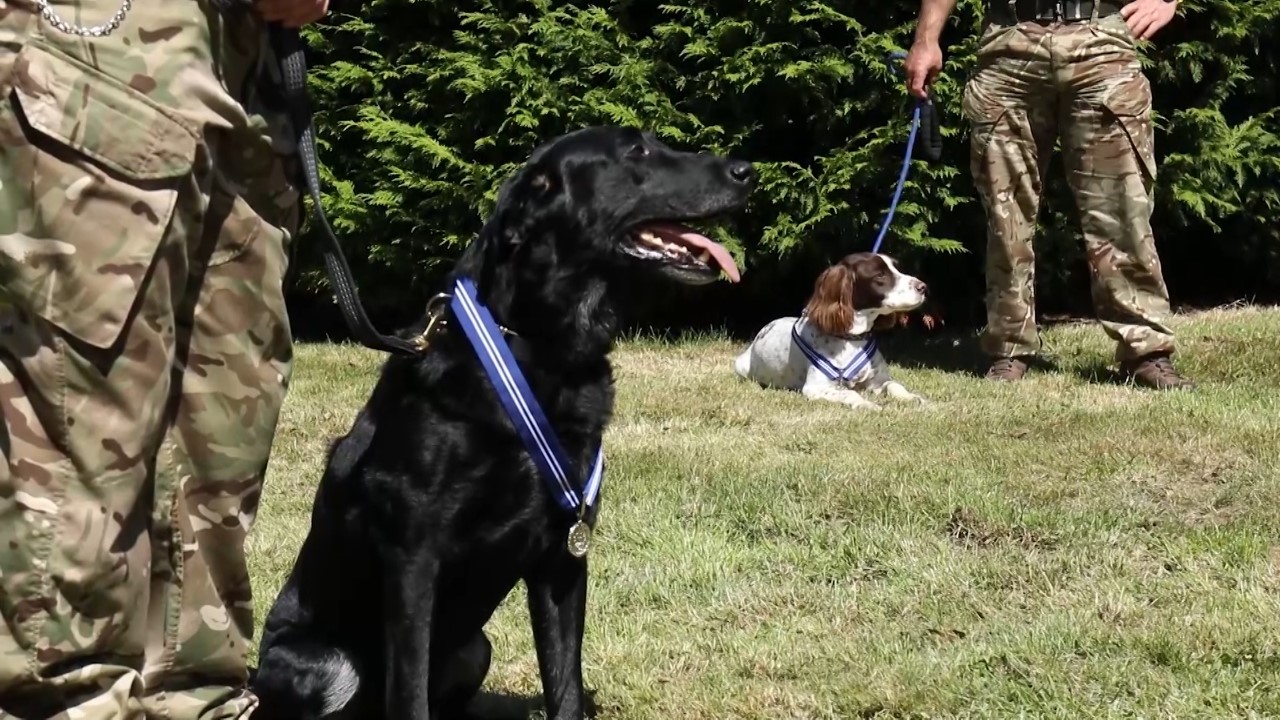 RAF Dogs, Alfie and AJ, receives PDSA Order of Merit 11082021 CREDIT PDSA RAF